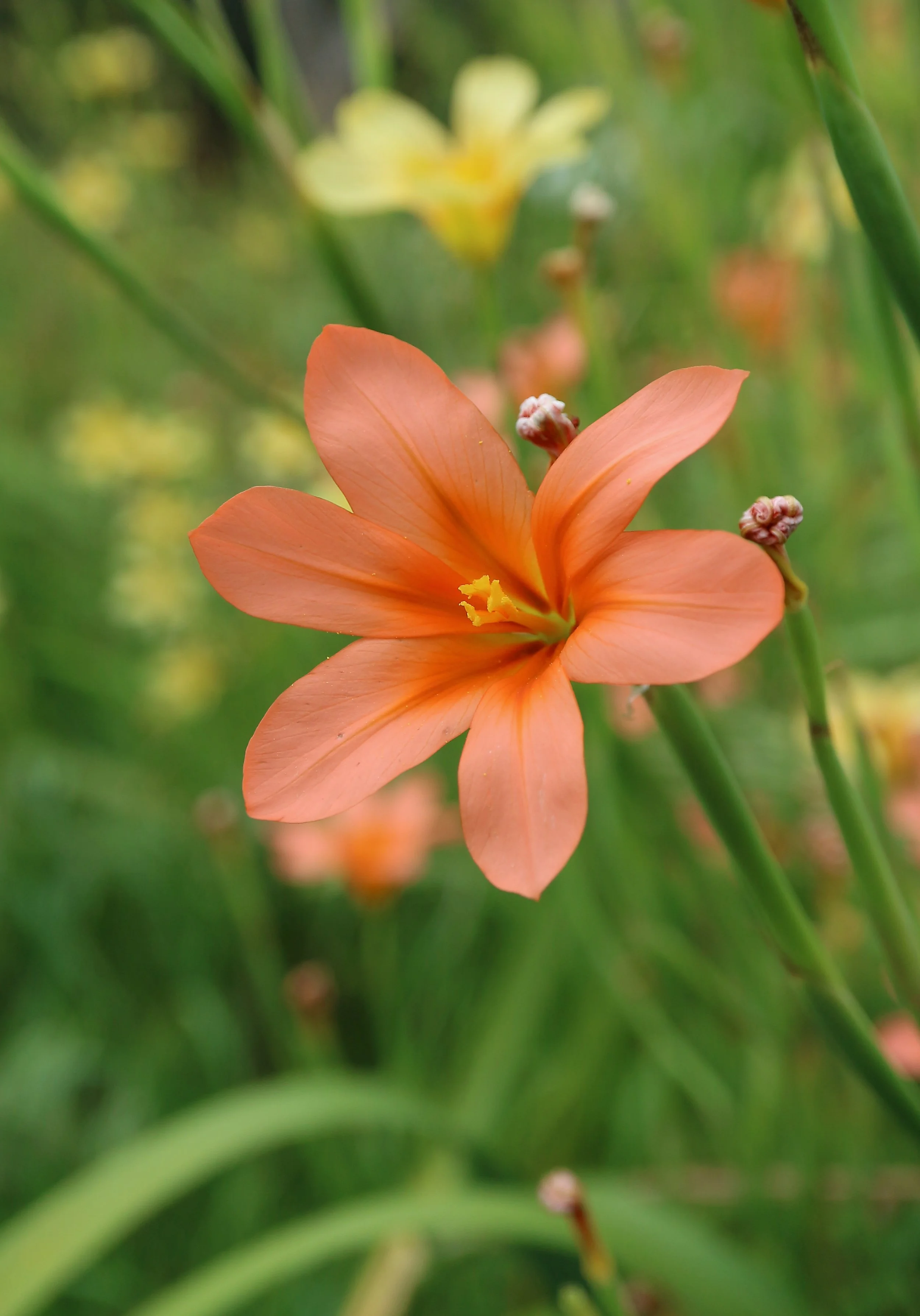 Moraea flaccida / Iridaceae / SW Cape, South Africa