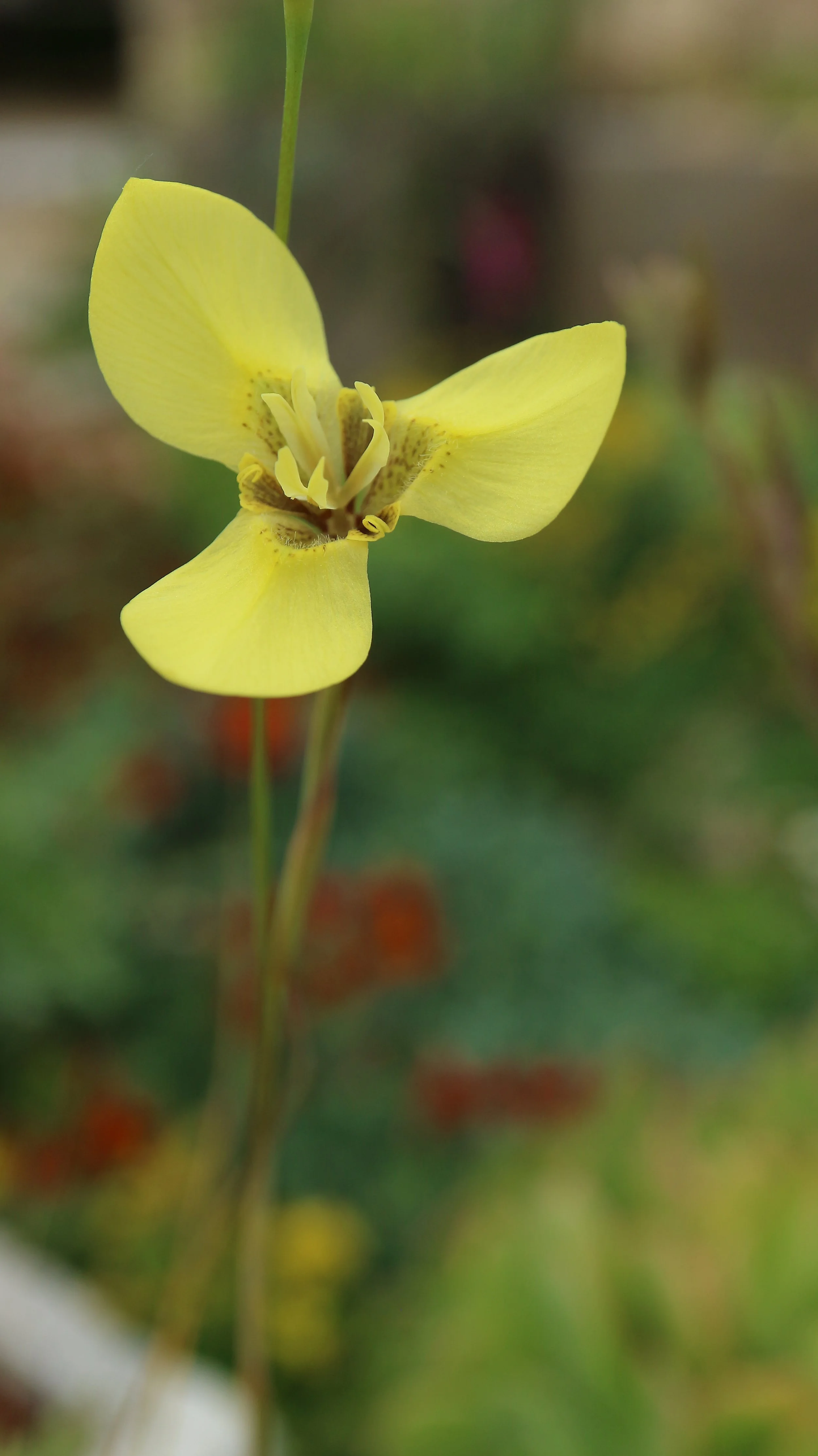 Moraea bellendinii / Iridaceae / SW Cape, South Africa