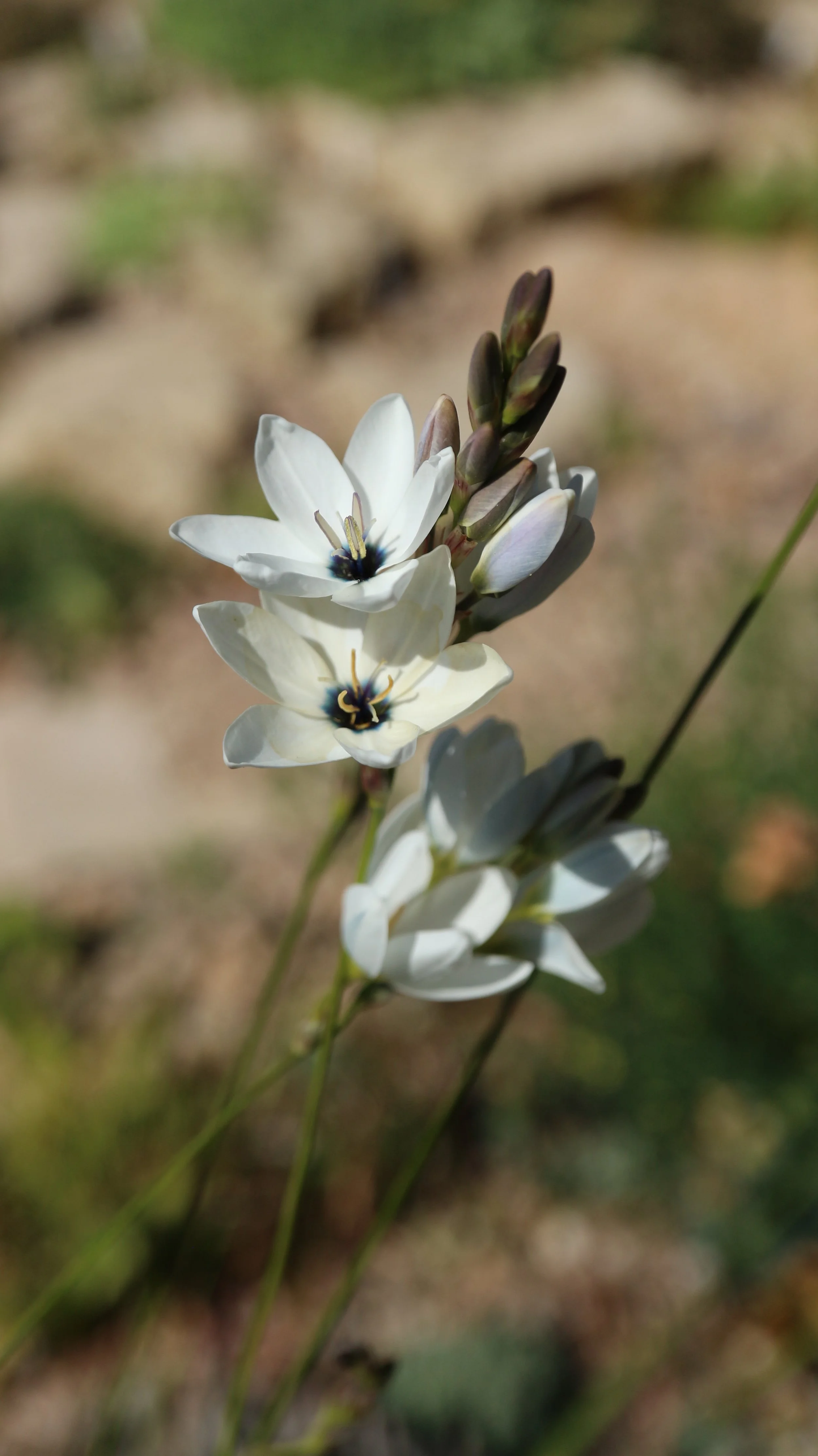 Ixia polystachia 2021 8.JPG