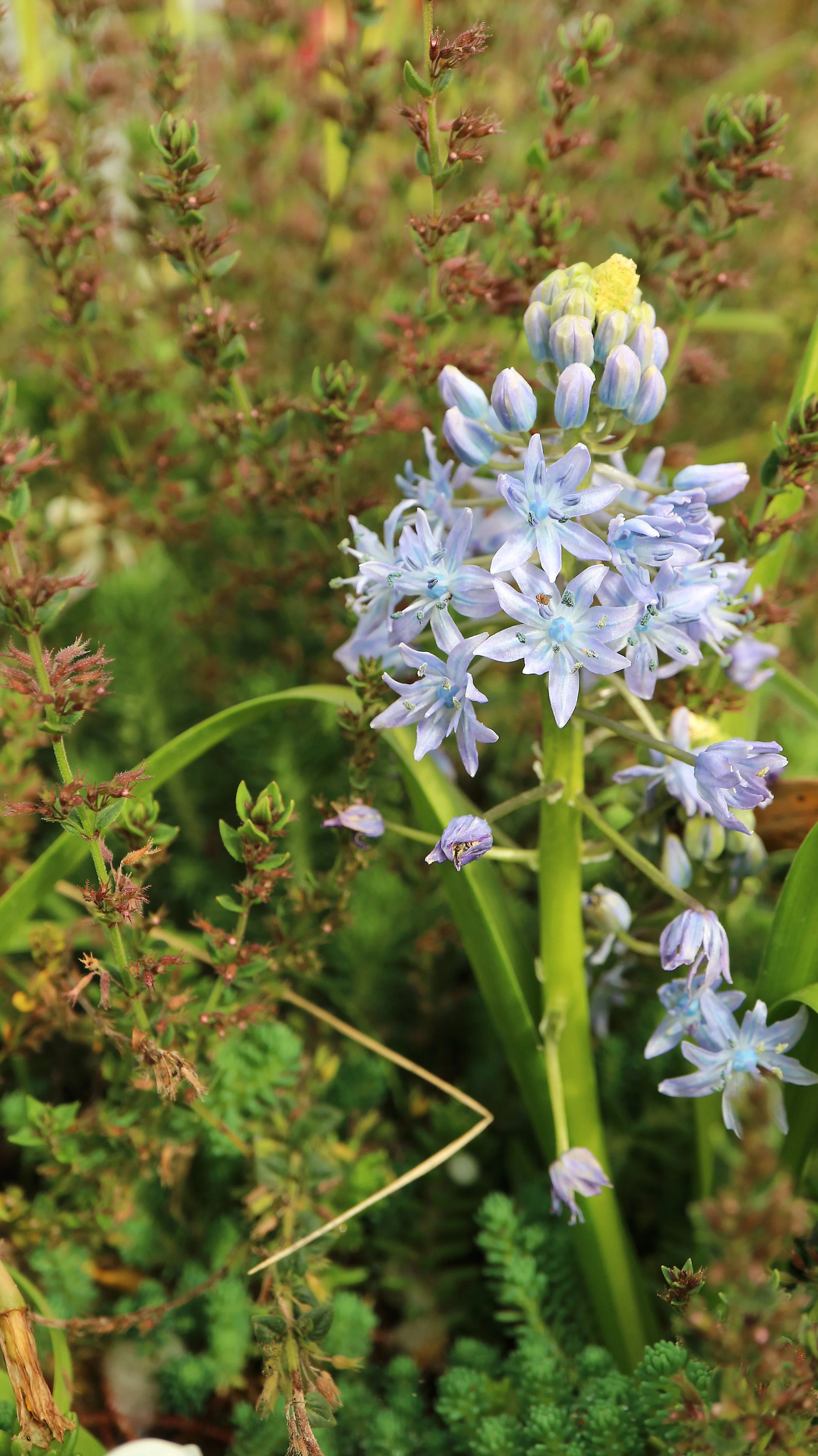 Scilla persica / Scilloideae / E Mediterranean