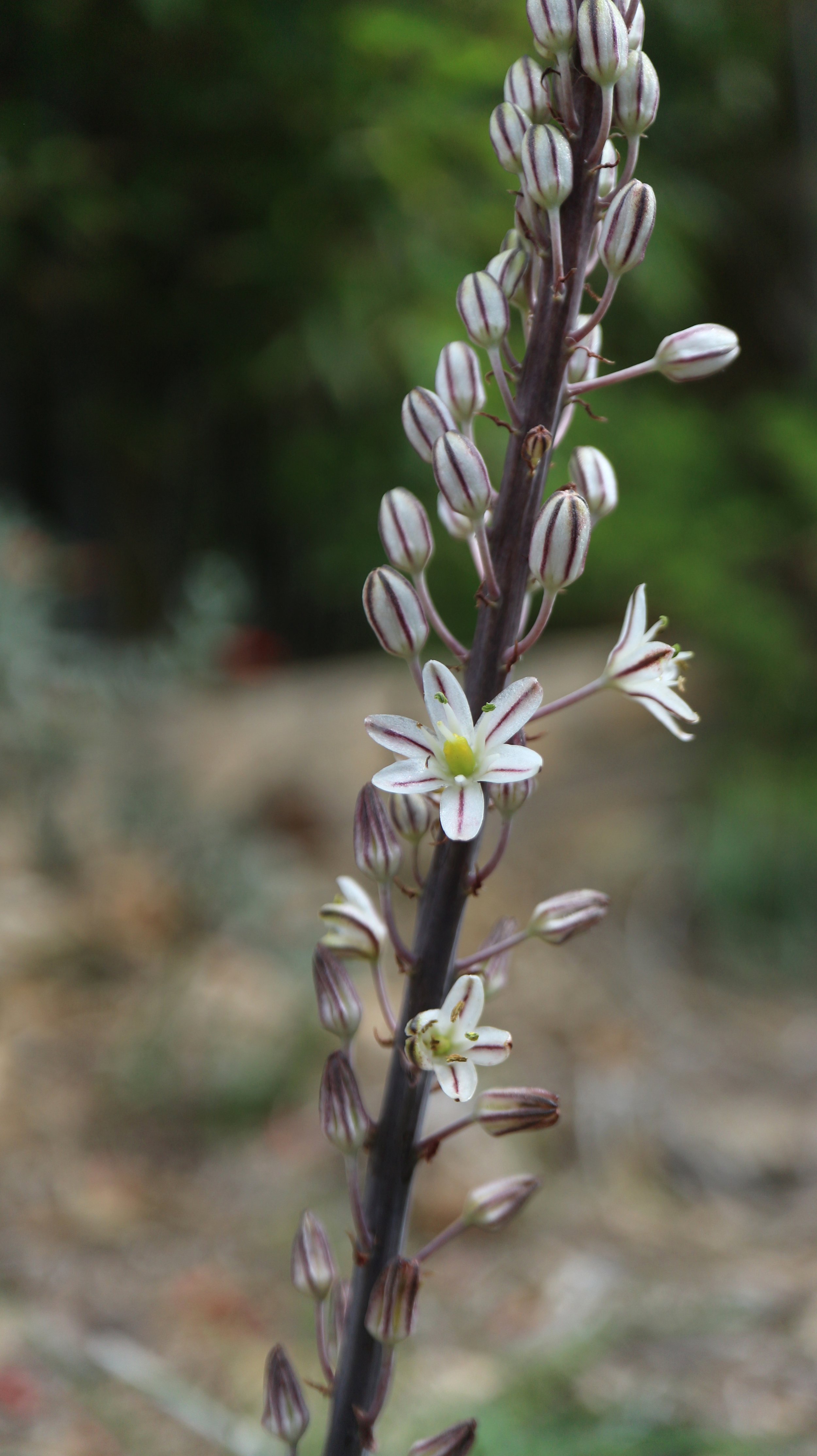 Drimia hesperia (ex Fuerteventura) / Scilloideae / Canary Islands