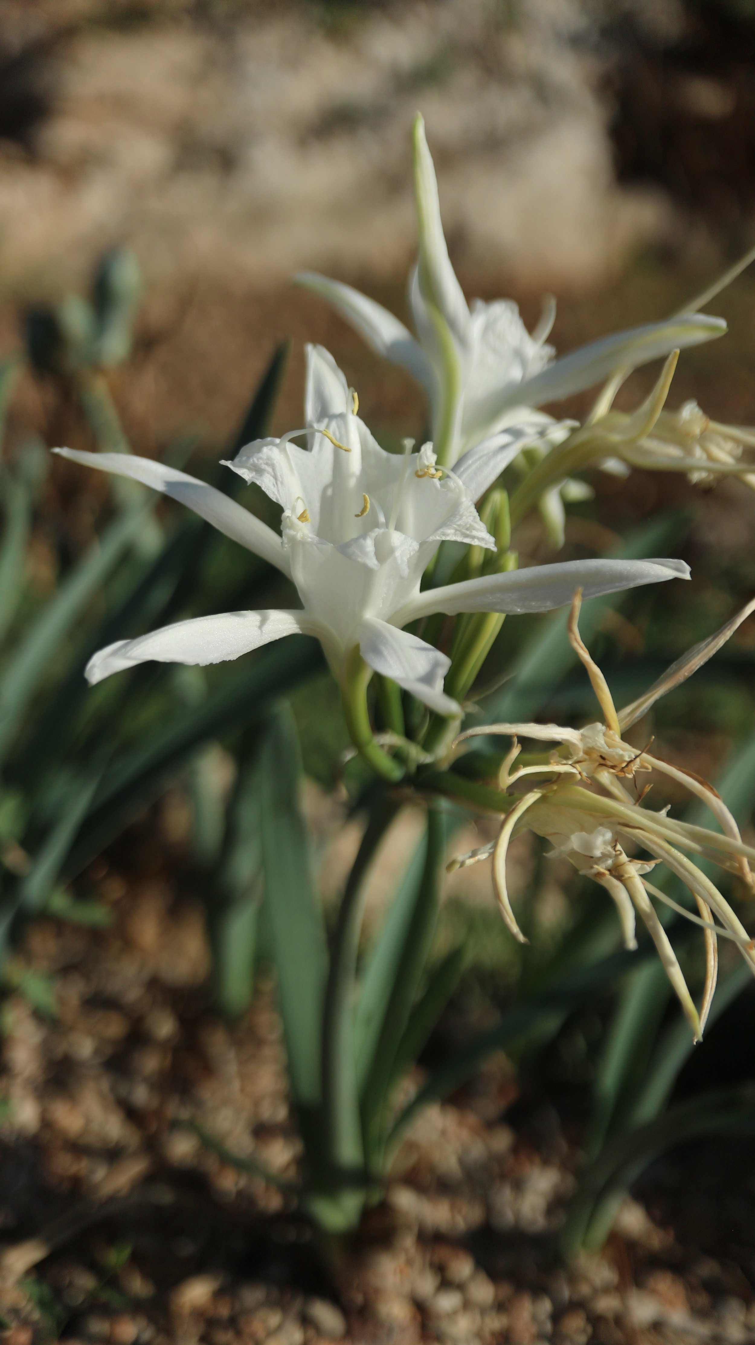 Pancratium maritimum 2023 1.JPG