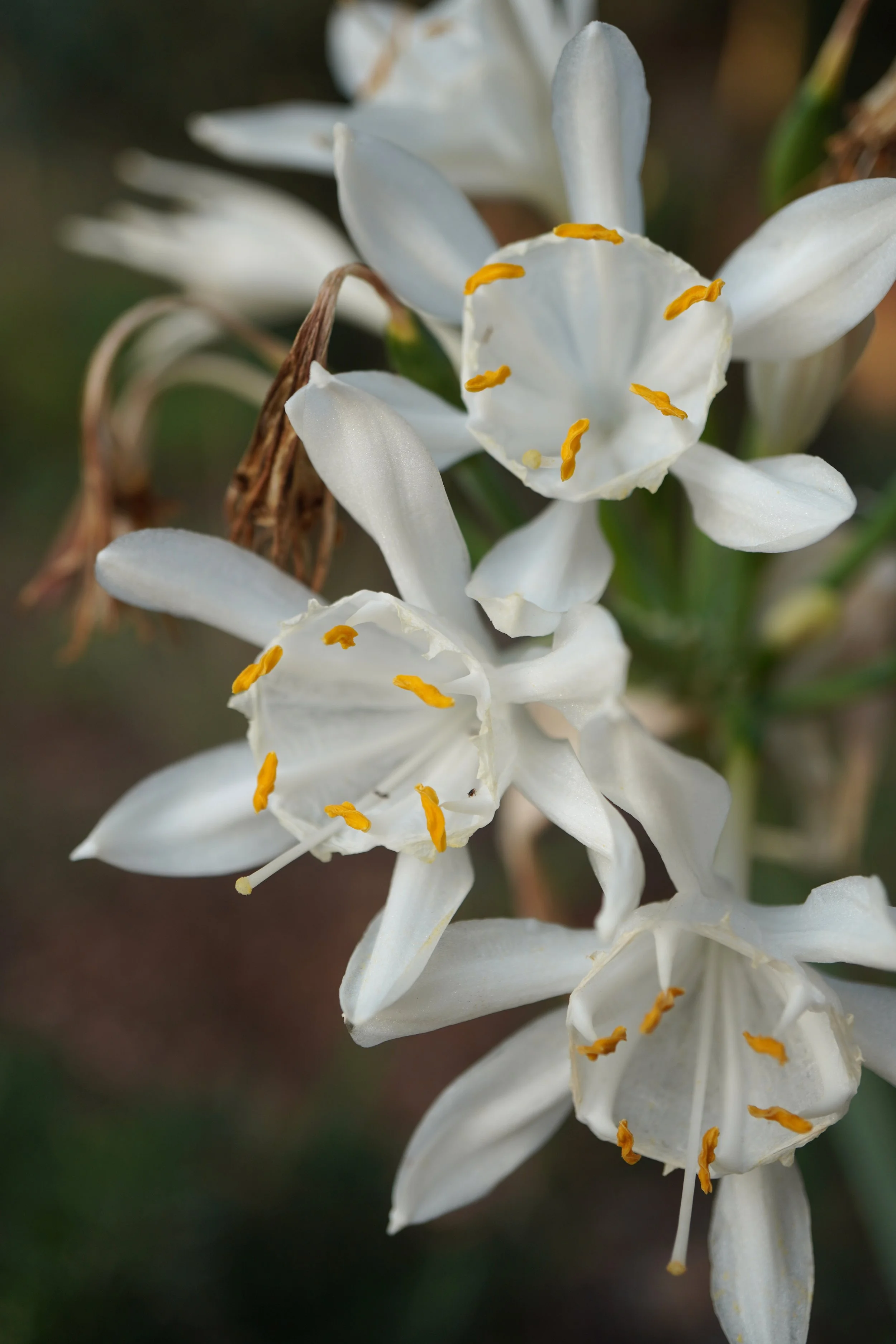 Pancratium canariense 2025 1 2.jpg