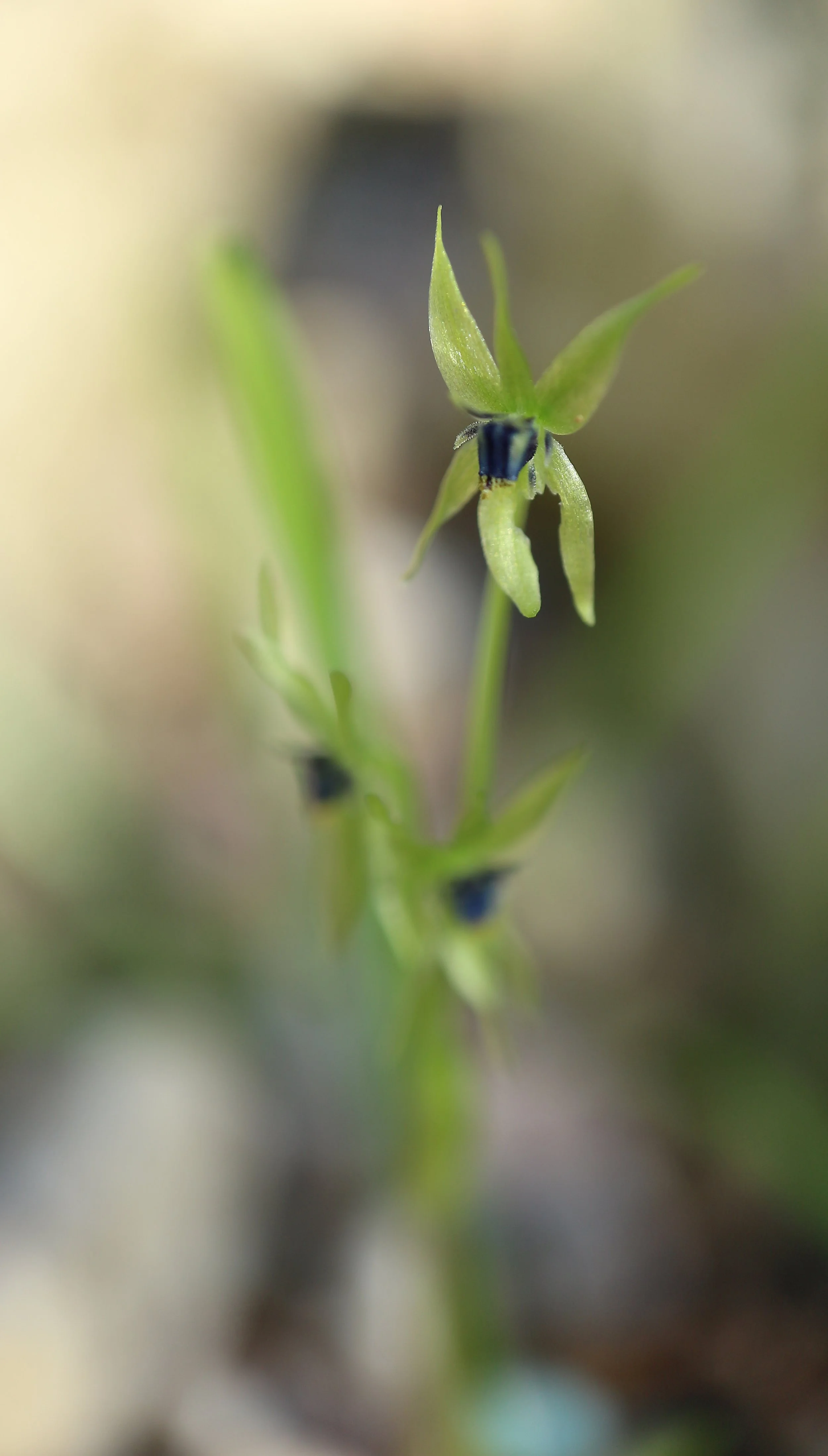 Miersia chilensis / Amaryllidaceae / C  Chile