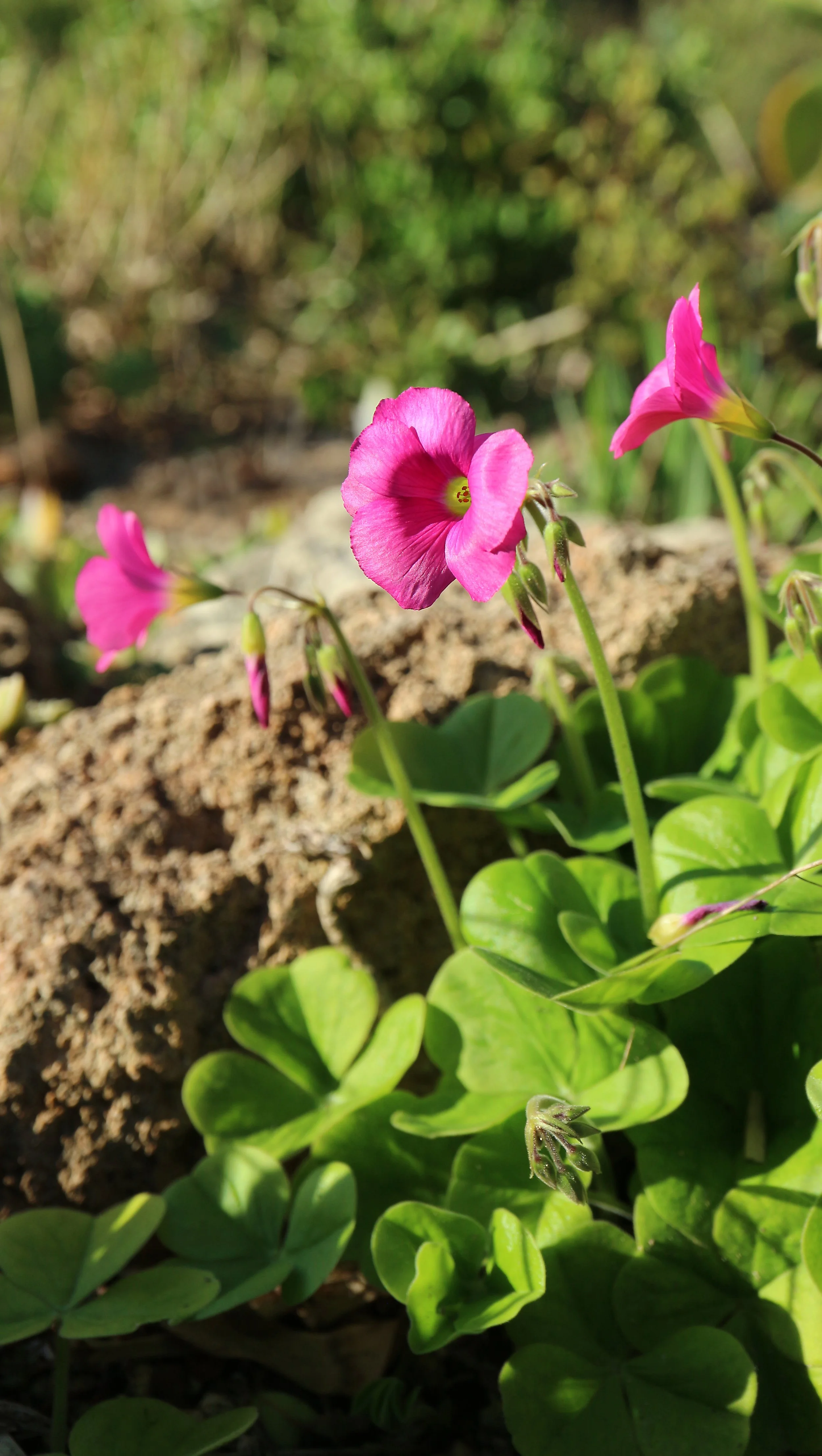 Oxalis bowiei / Oxalidaceae / SW Cape, South Africa