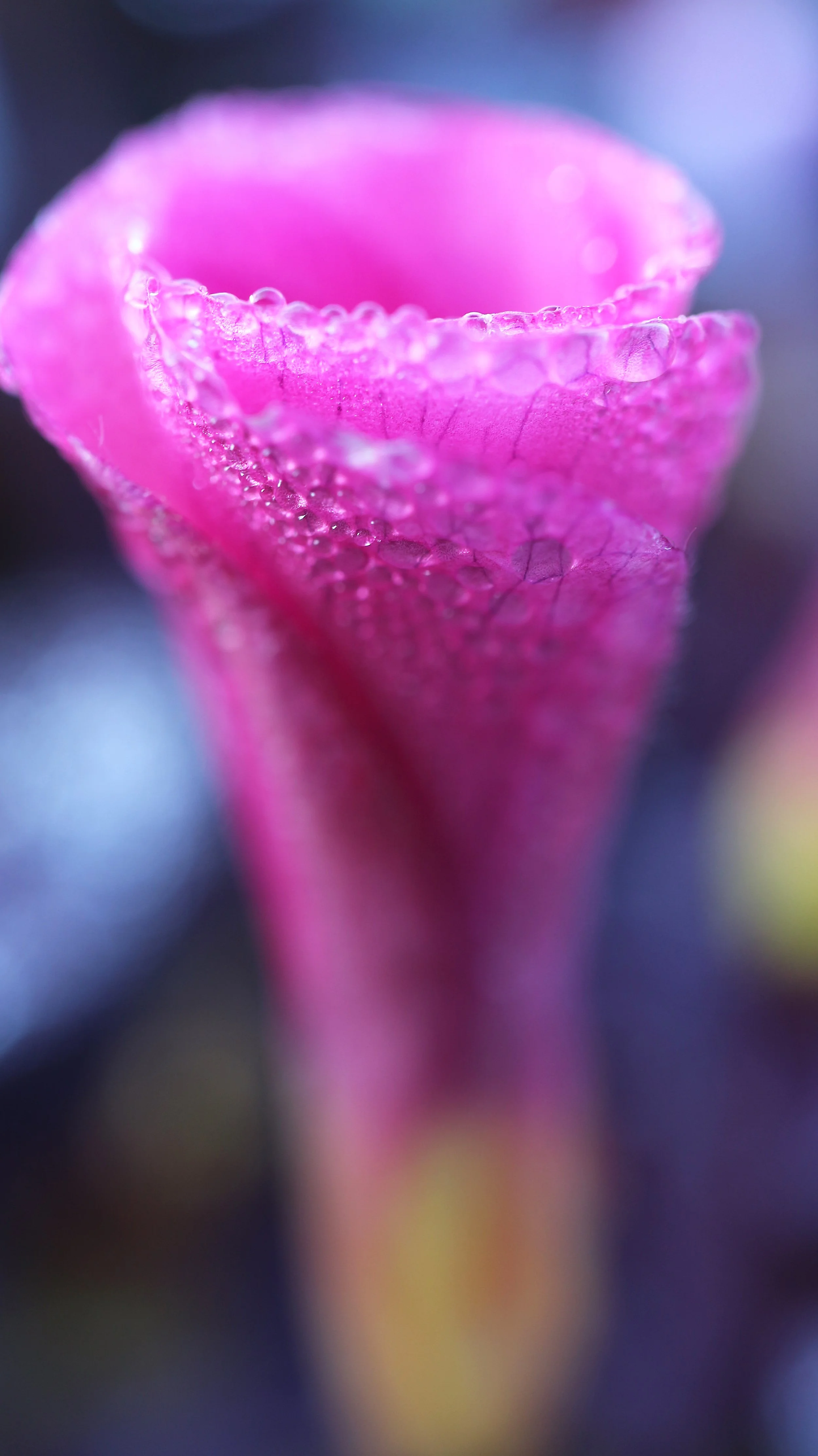 Oxalis purpurea 'Garnet' / Oxalidaceae / SW Cape, South Africa
