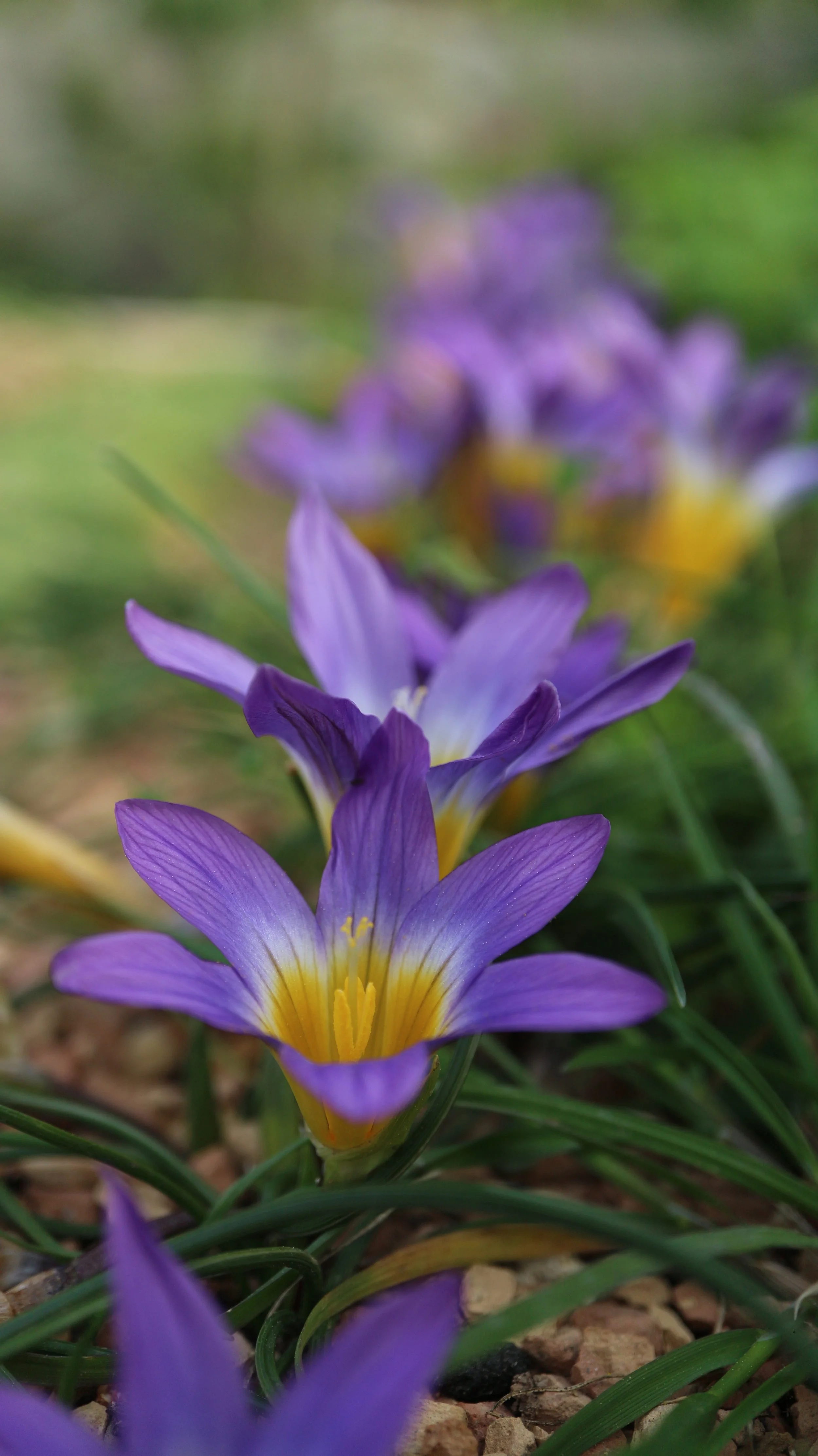 Romulea clusiana / Iridaceae / Iberian Peninsula, NW Morocco