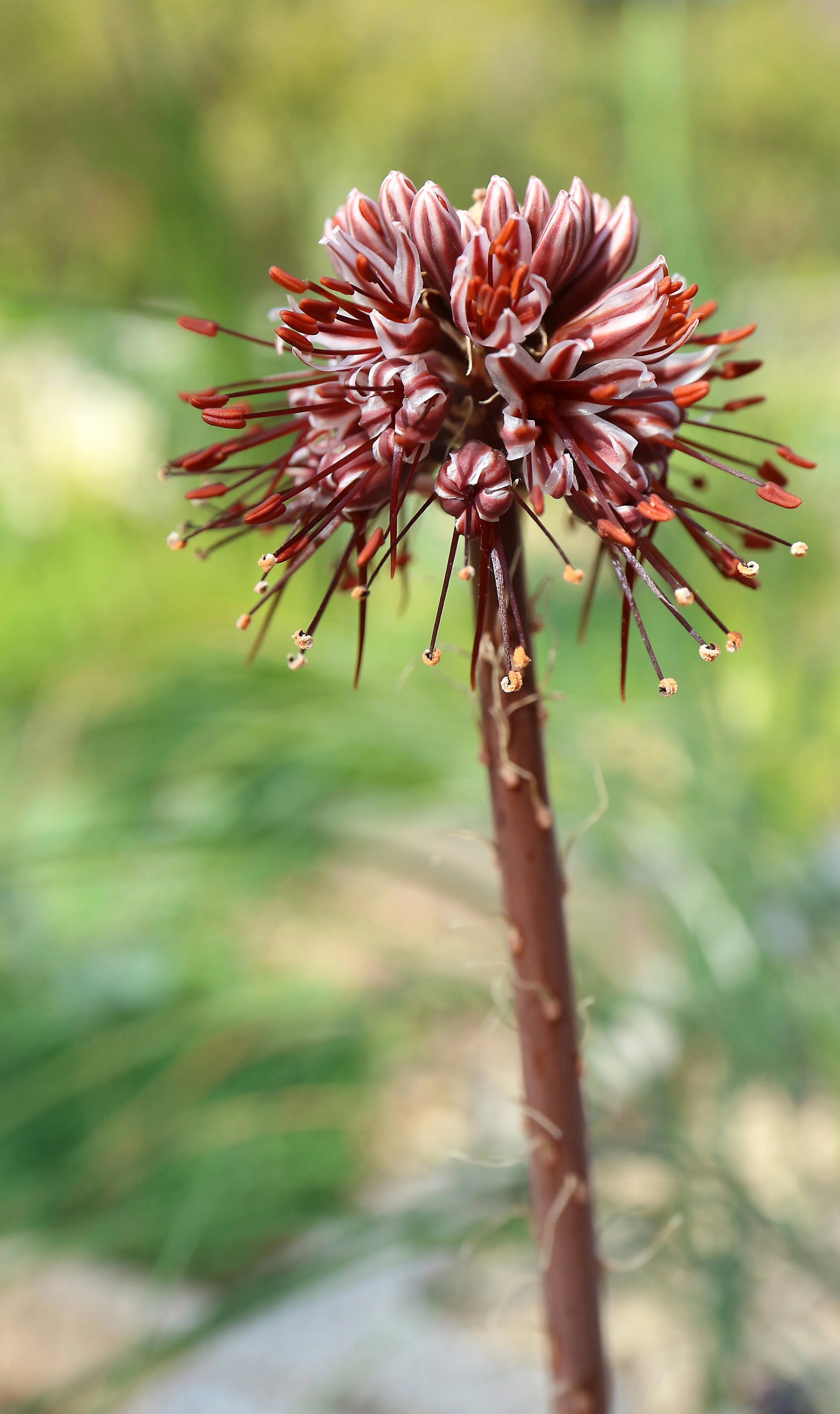 Eremorus crispus / Asphodeloideae / C Asia