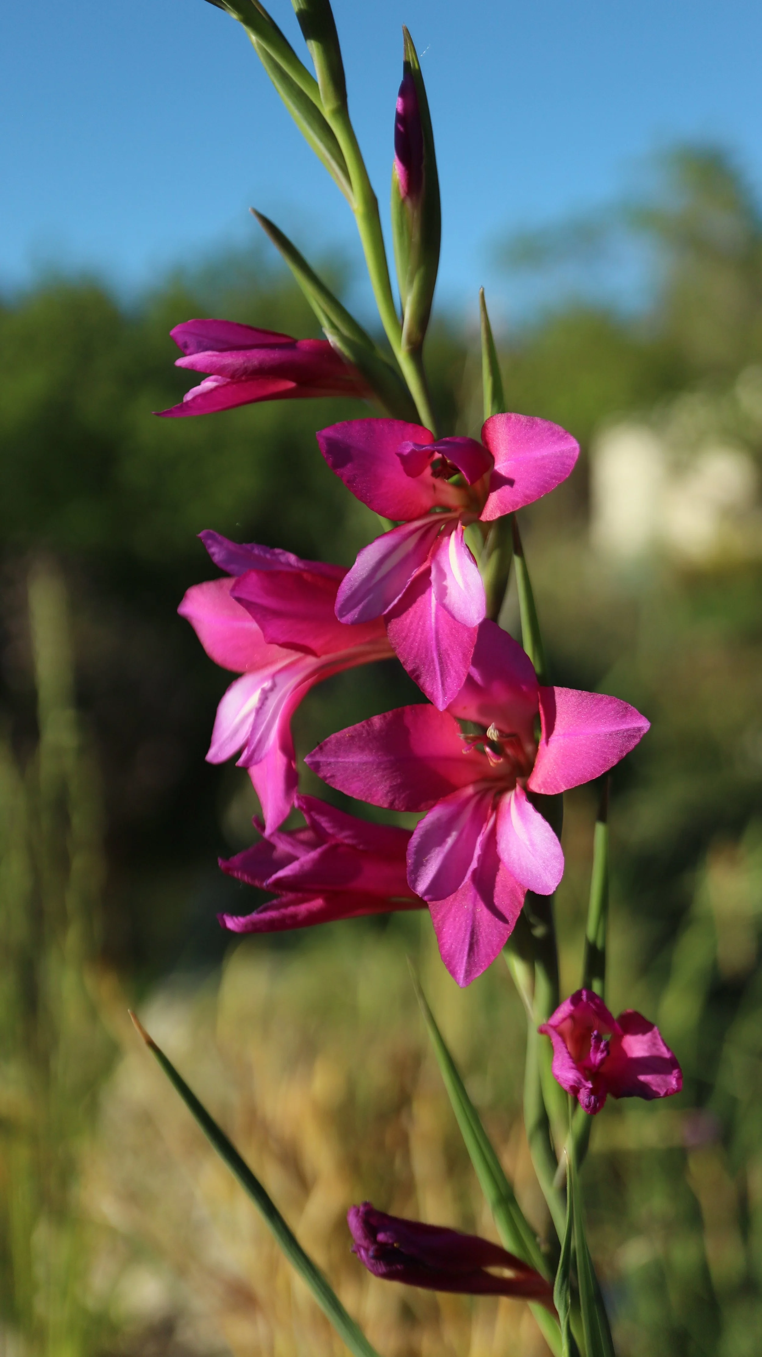 Gladiolus communis / Iridaceae / Mediterranean Region