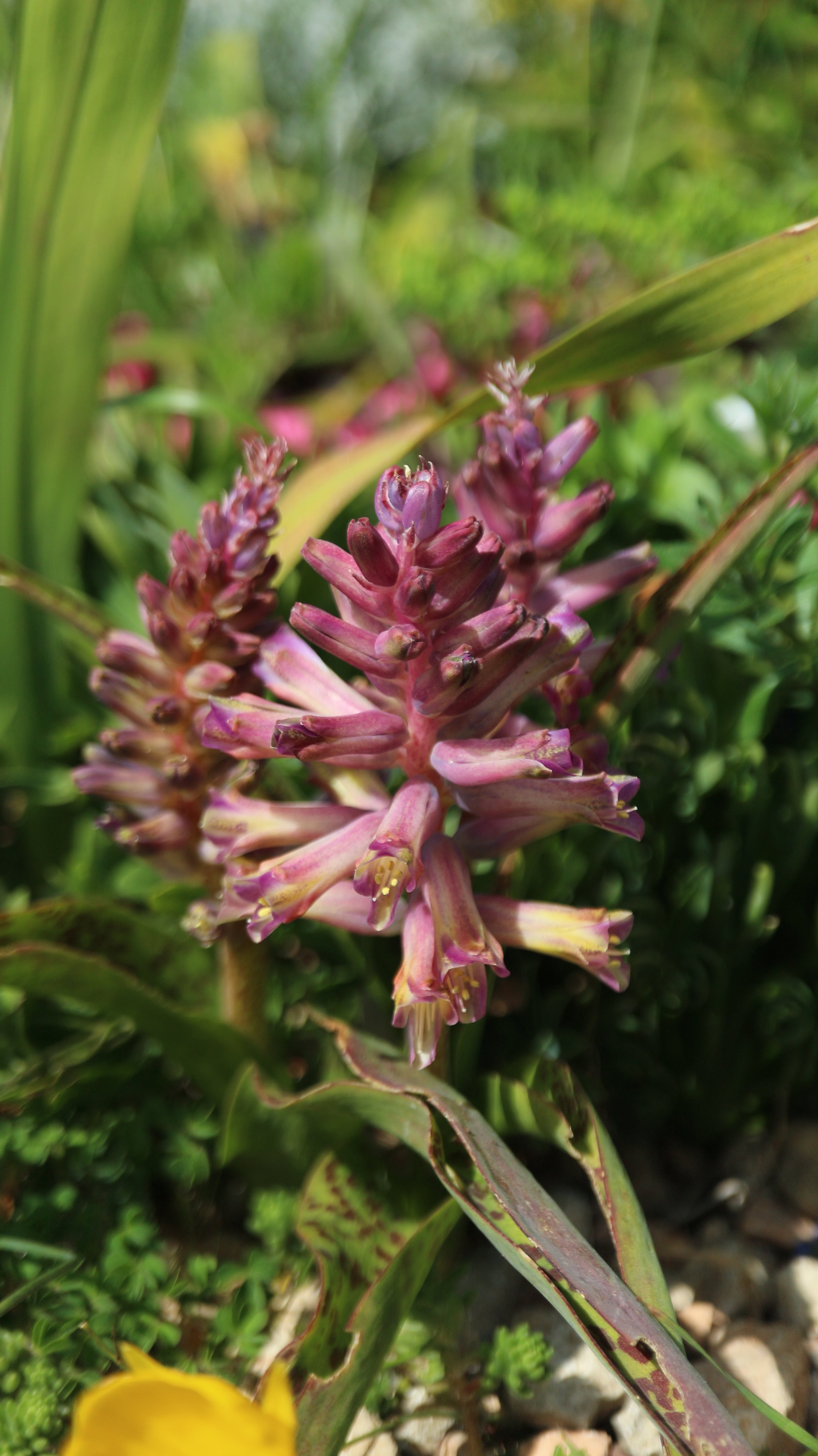 Lachenalia 'Rupert' / Scilloideae