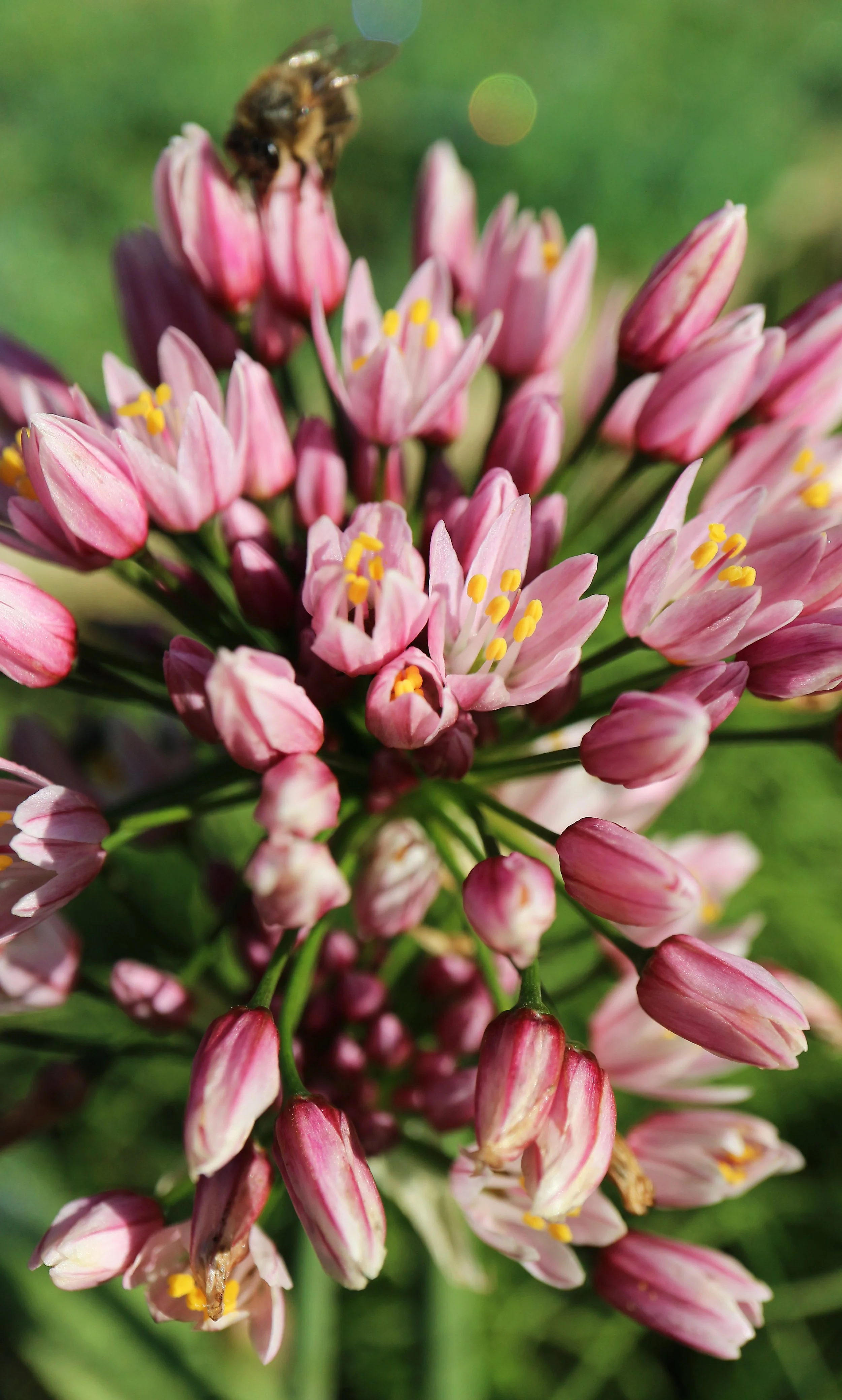 Allium canariense (ex Tenerife) / Allioideae / Canary Islands