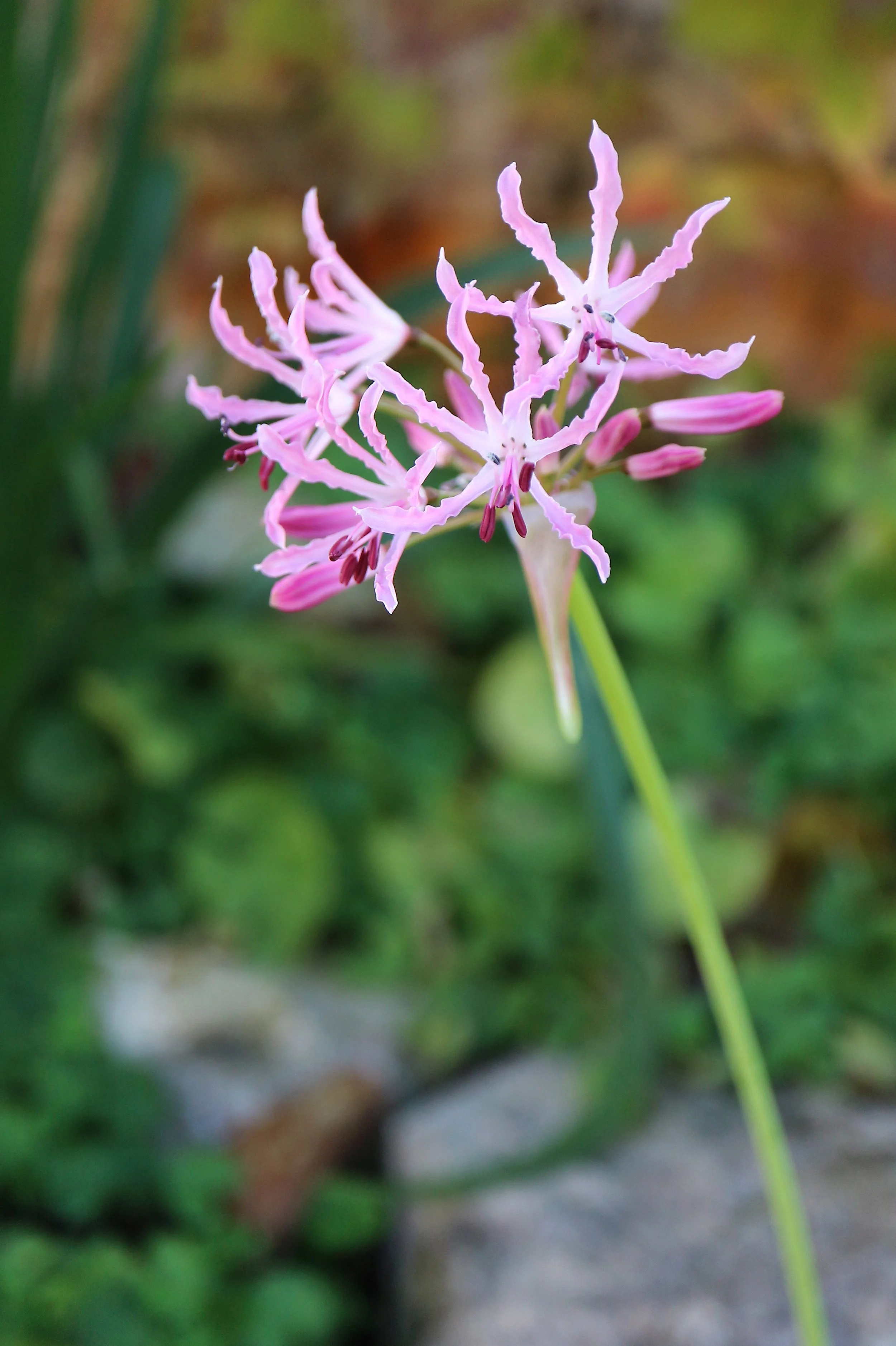 Nerine undulata / Amaryllidaceae / E Cape, South Africa