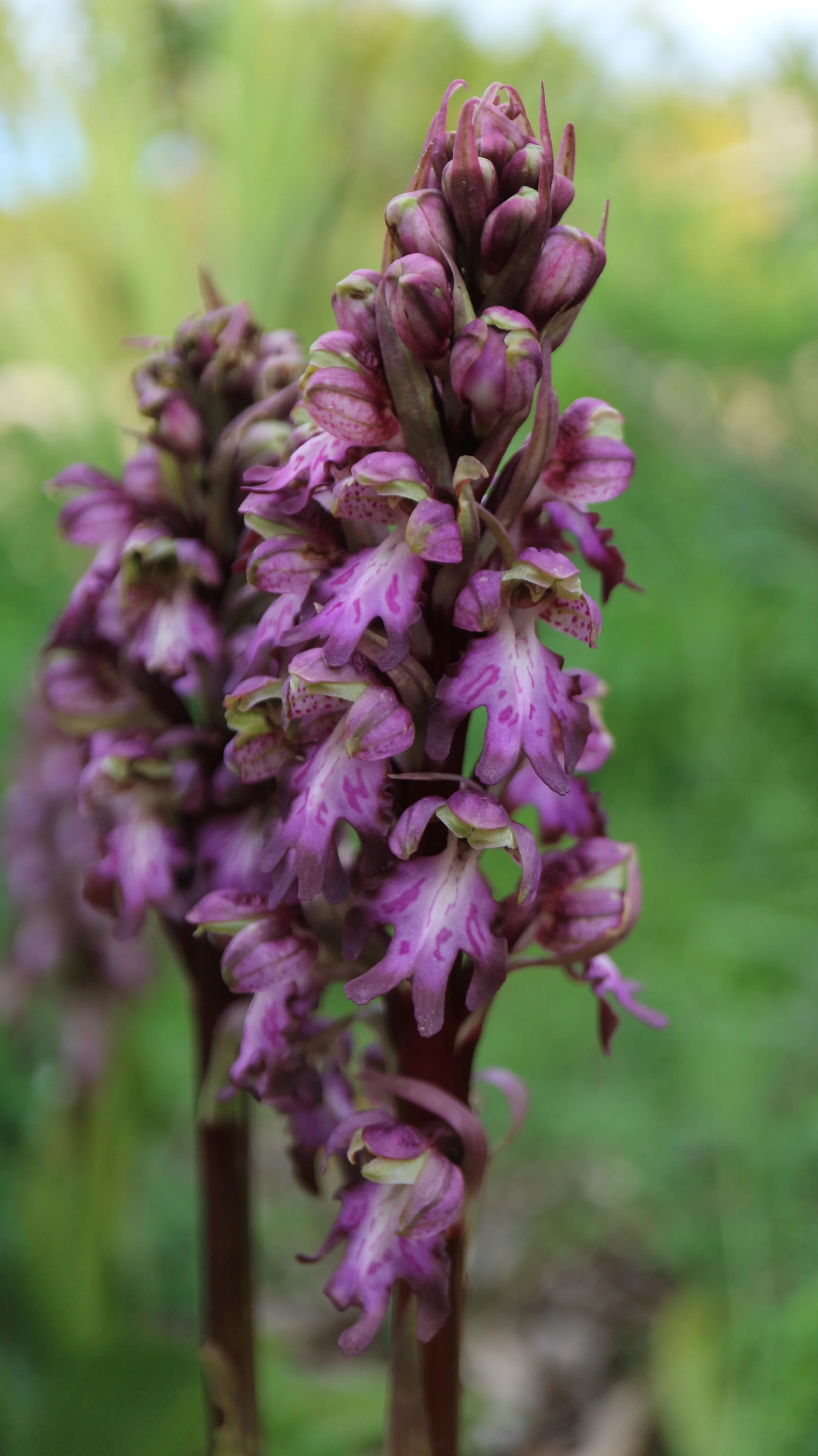 Himantoglossus robertianum / Orchidaceae / Mediterranean Region