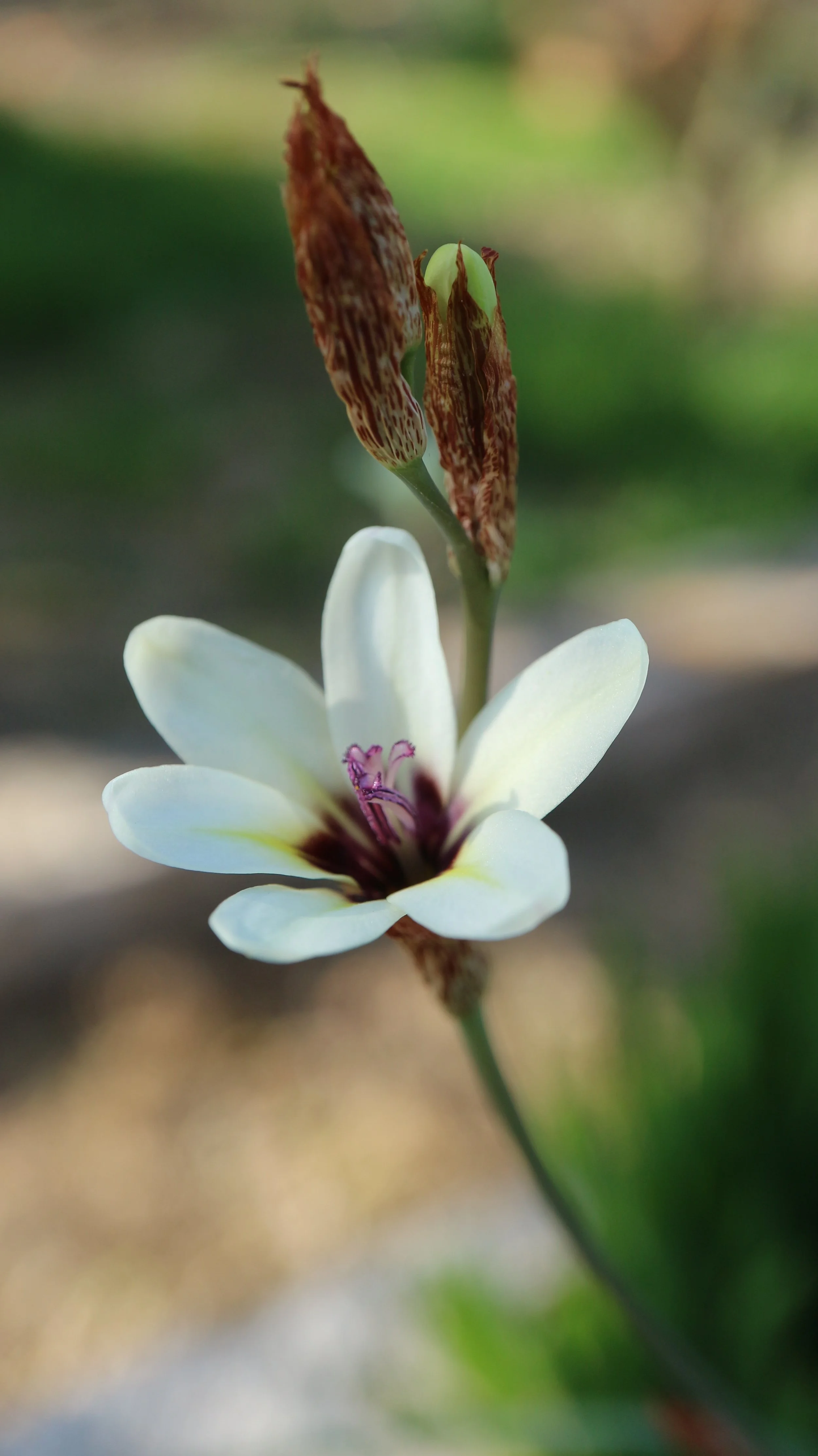 Sparaxis bulbifera x parviflora (spontaneous garden cross) / Iridaceae / W Cape, South Africa