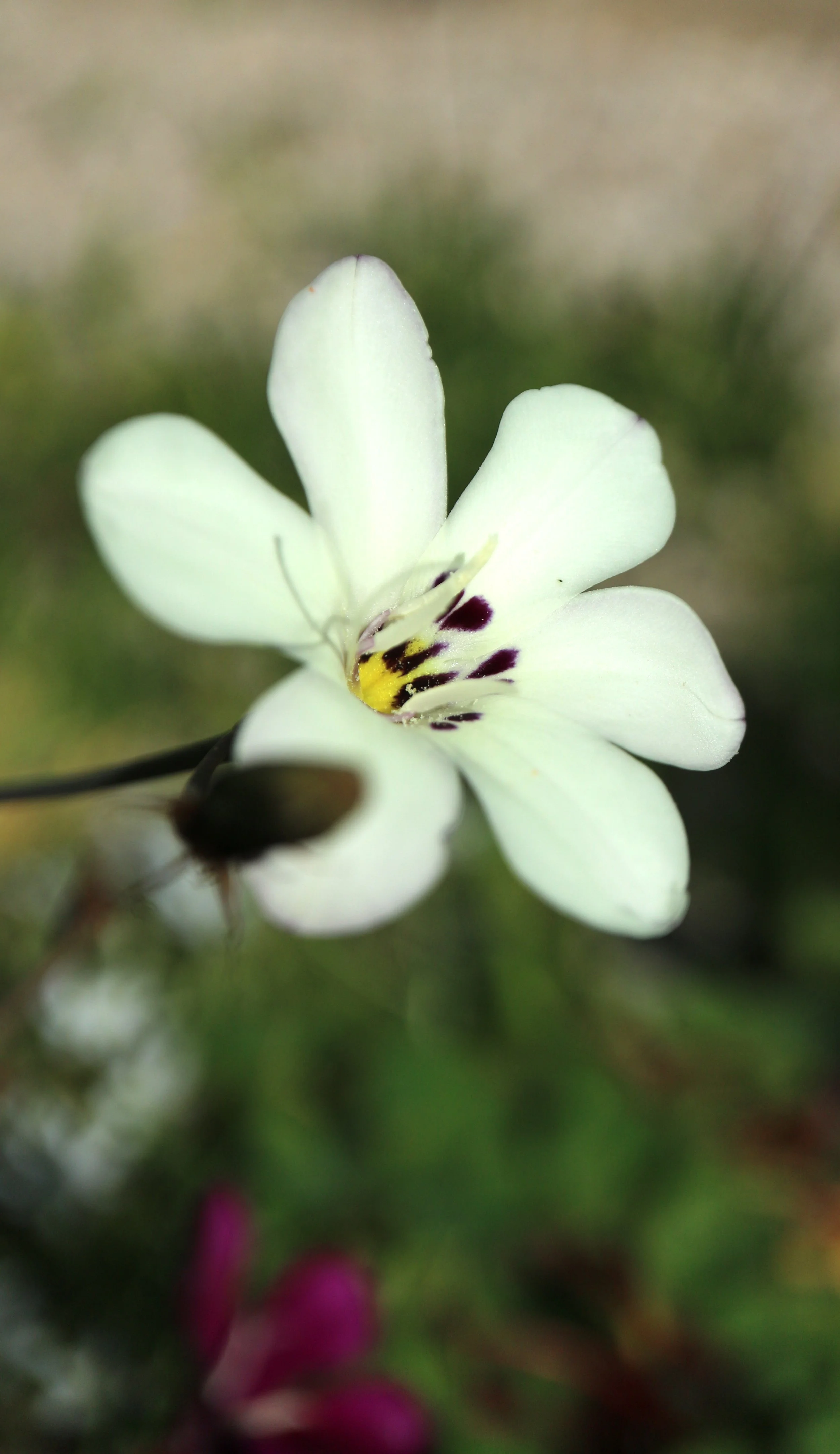 Sparaxis grandiflora subsp. fimbriata / Iridaceae / W Cape, South Africa