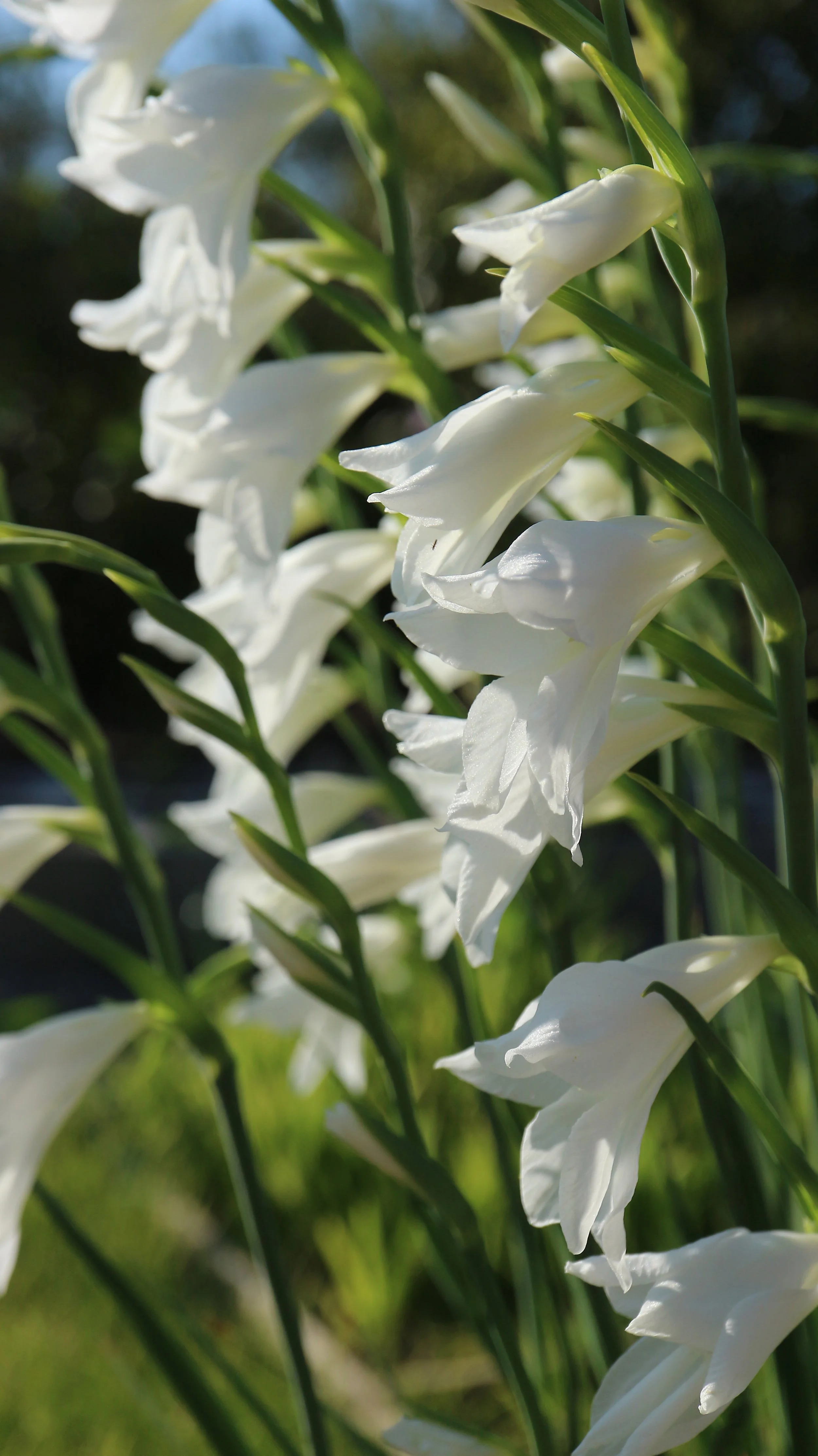 Gladiolus communis f. alba (ex Mallorca) / Iridaceae / Mediterranean Region