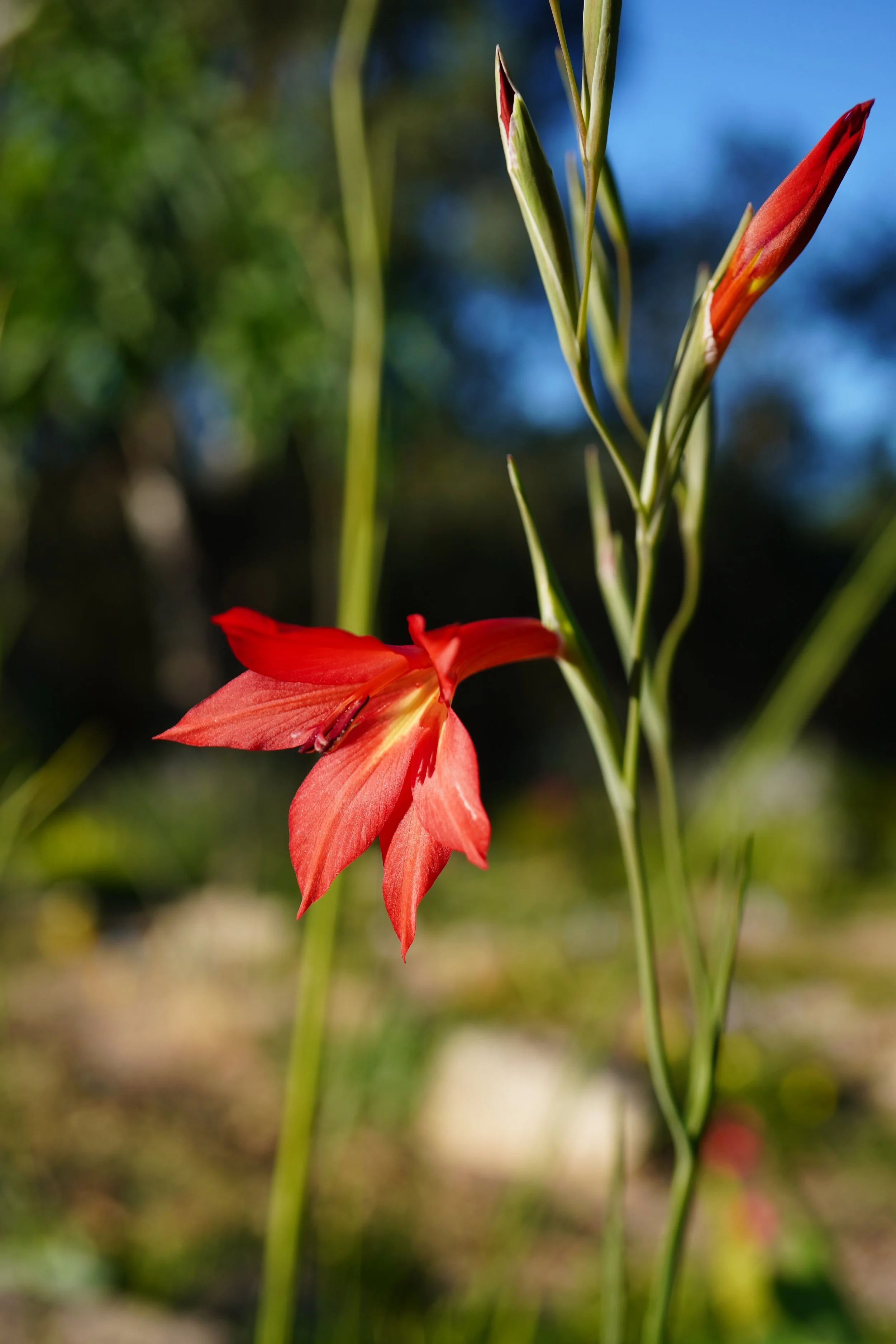 Gladiolus priorii/ Iridaceae / SW Cape, South Africa