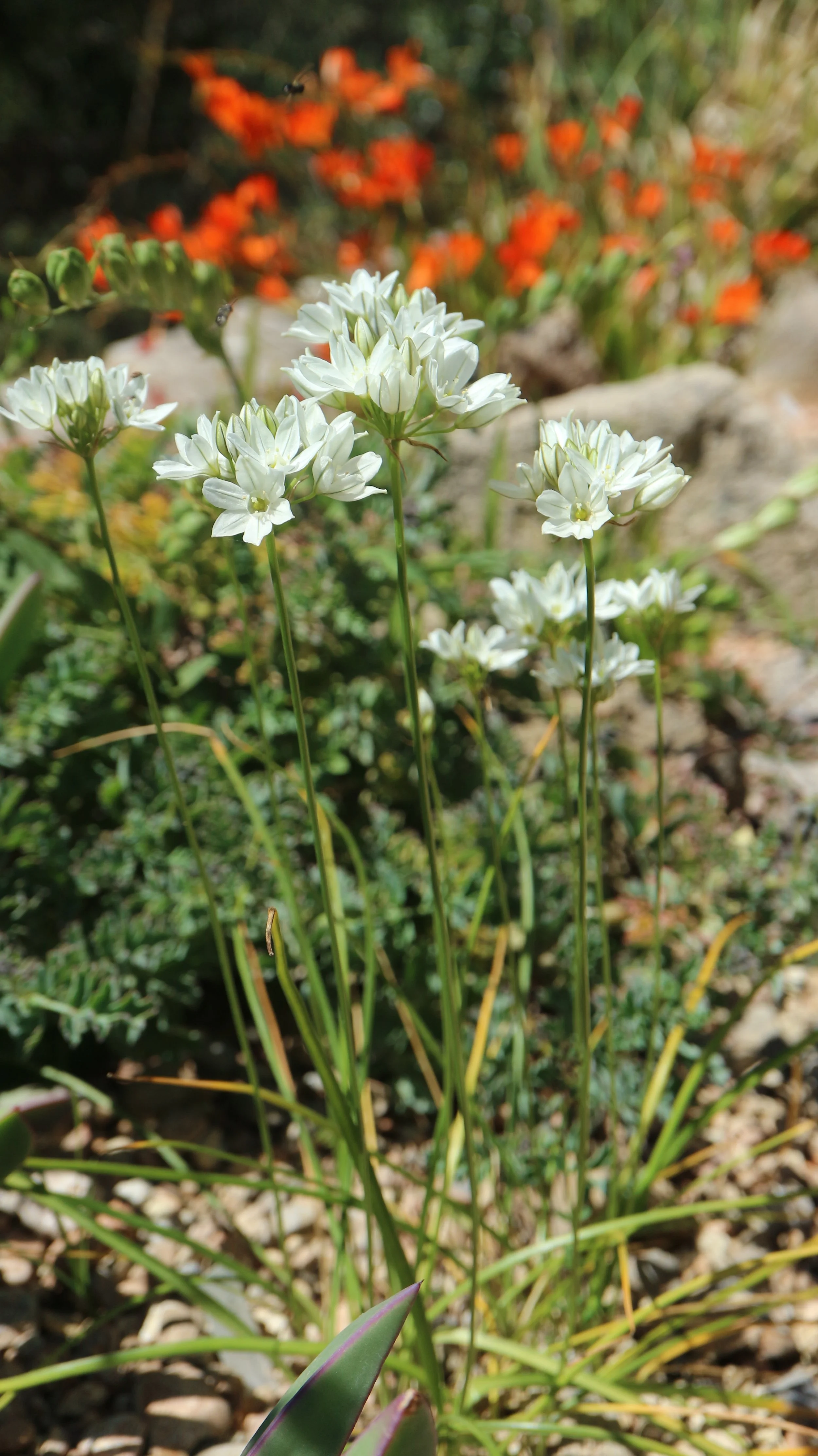 Triteleia hyacinthina / Brodiaoideae / California
