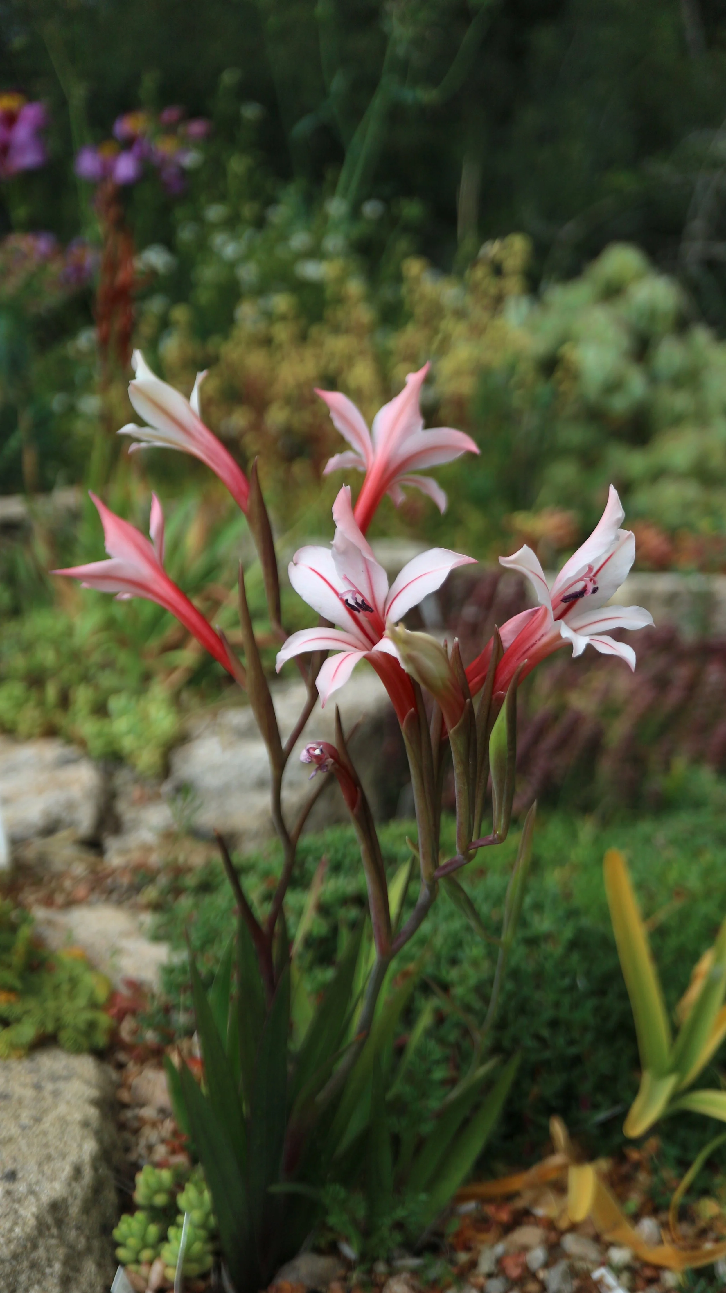 Gladiolus miniatus - Pink / Iridaceae / SW Cape, South Africa