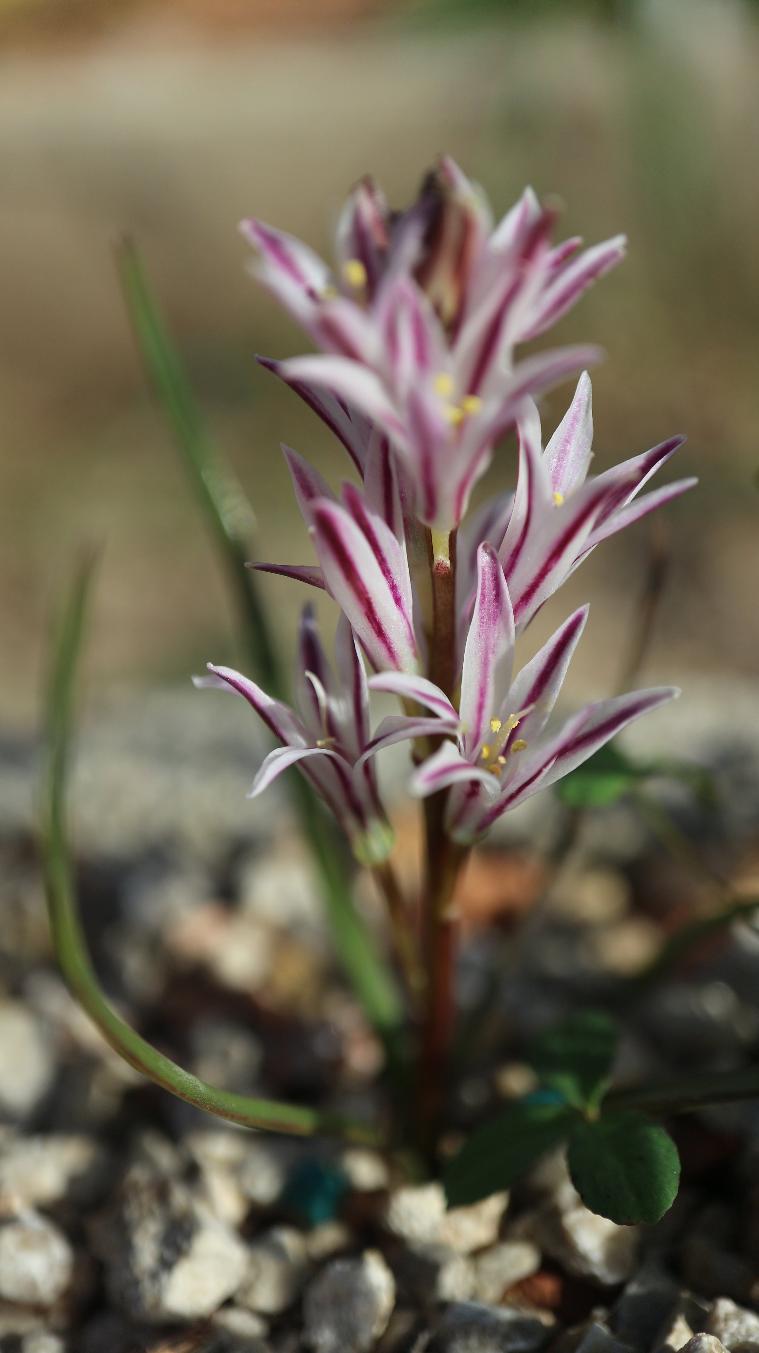 Lachenalia corymbosa - syn: Polyxena corymbosa / Scilloideae / SW Cape, South Africa