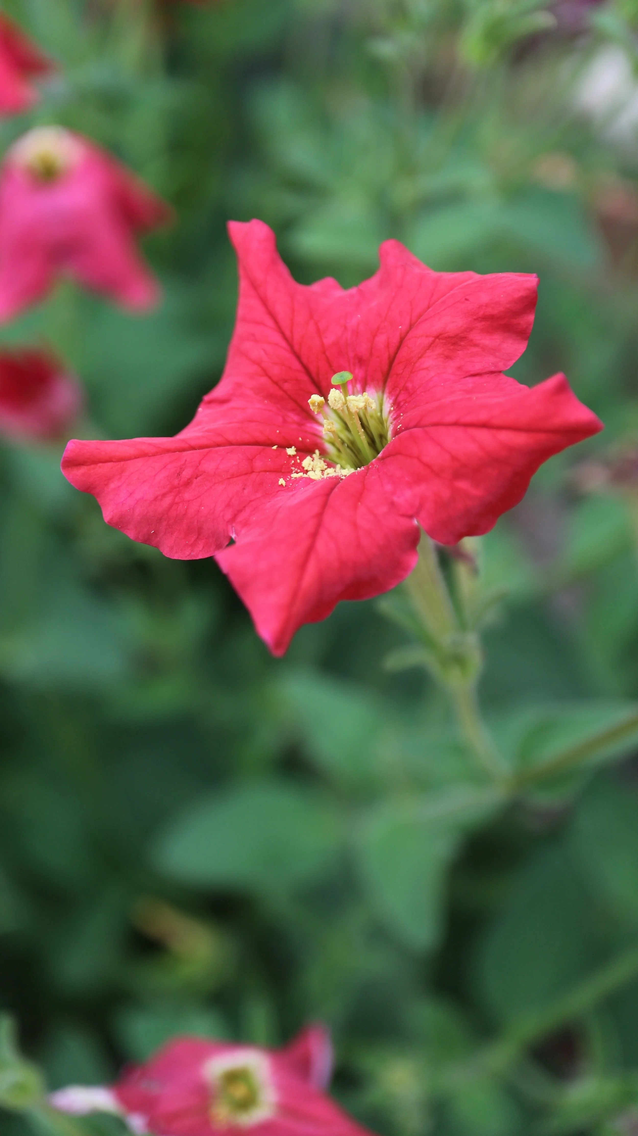 Petunia exserta / Solanaceae / Brazil
