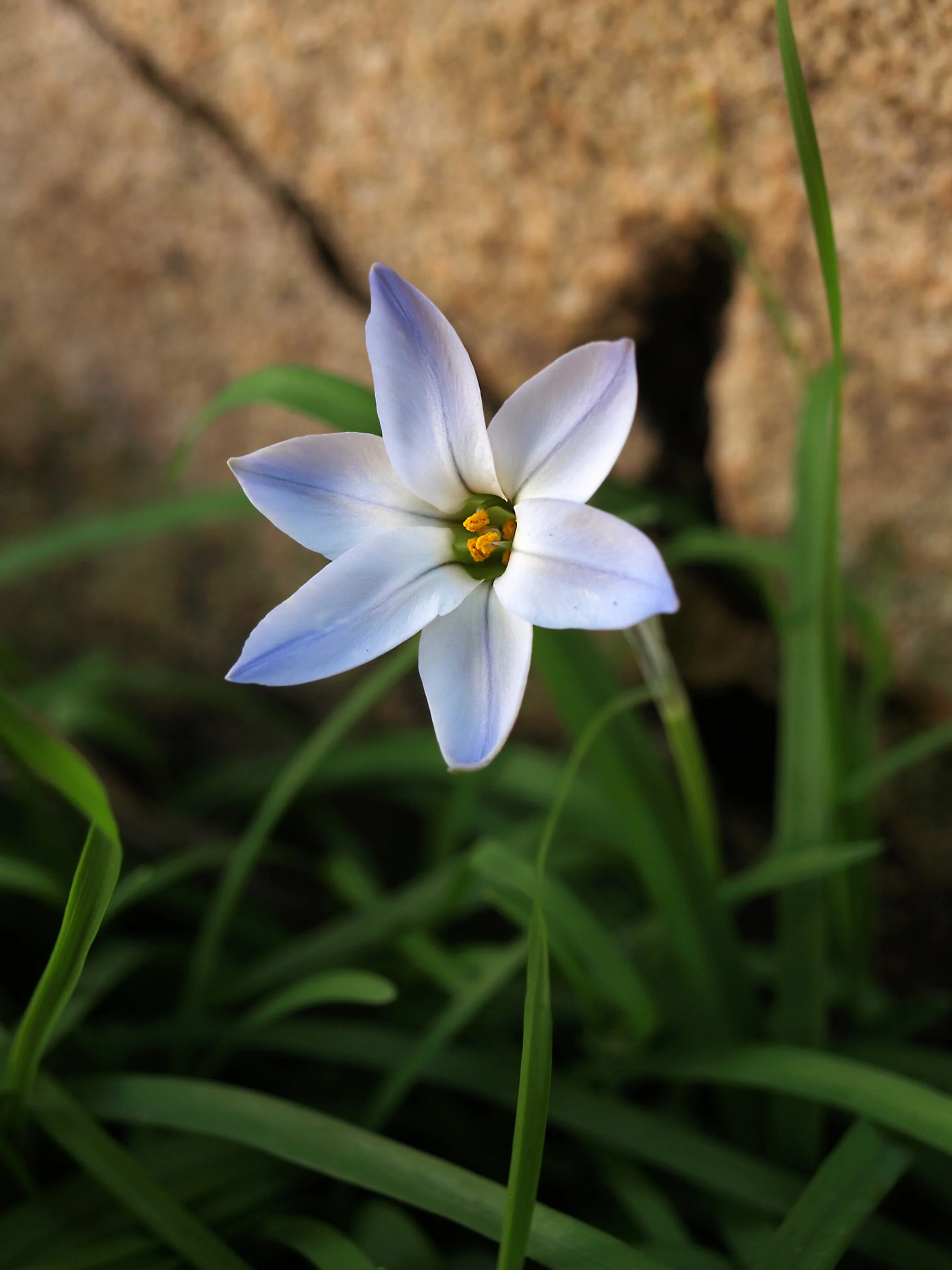 Ipheion uniflorum / Allioideae / Uruguay, Argentina