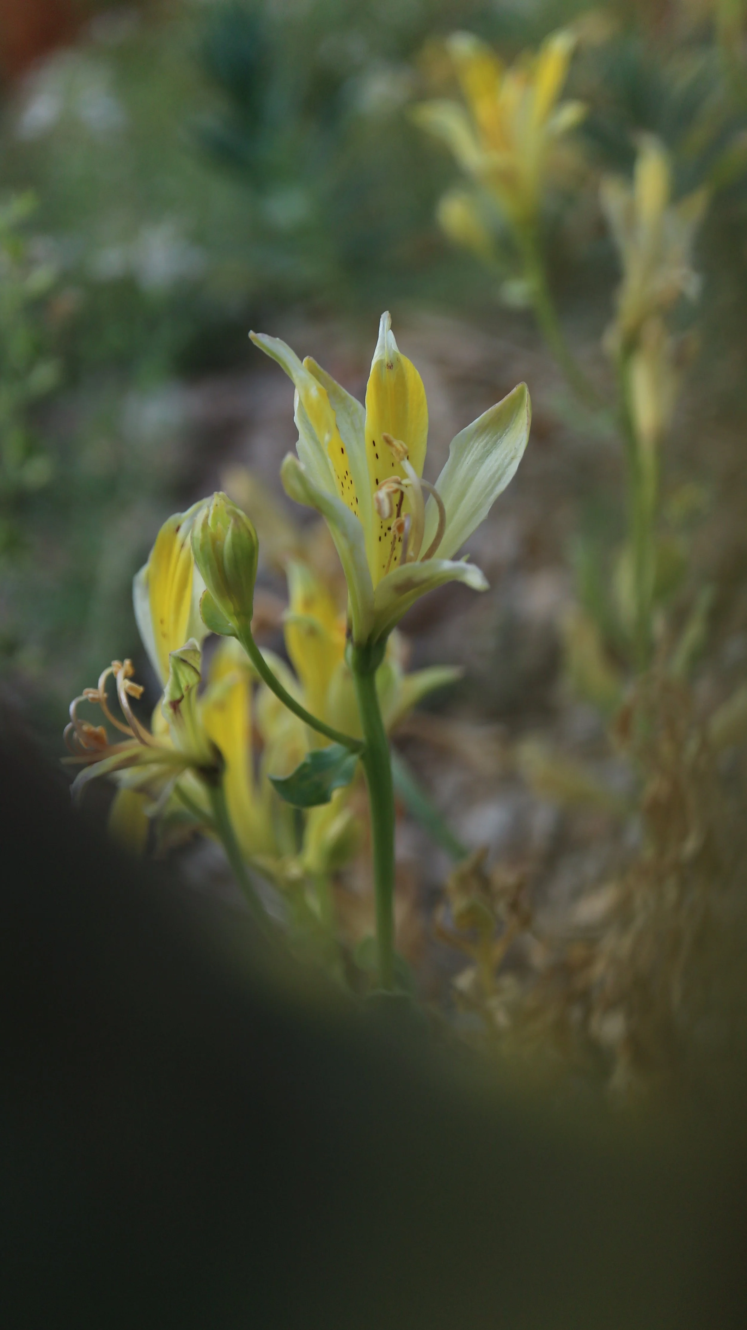 Alstroemeria weddermanii / Alstroemeriaceae / N Chile