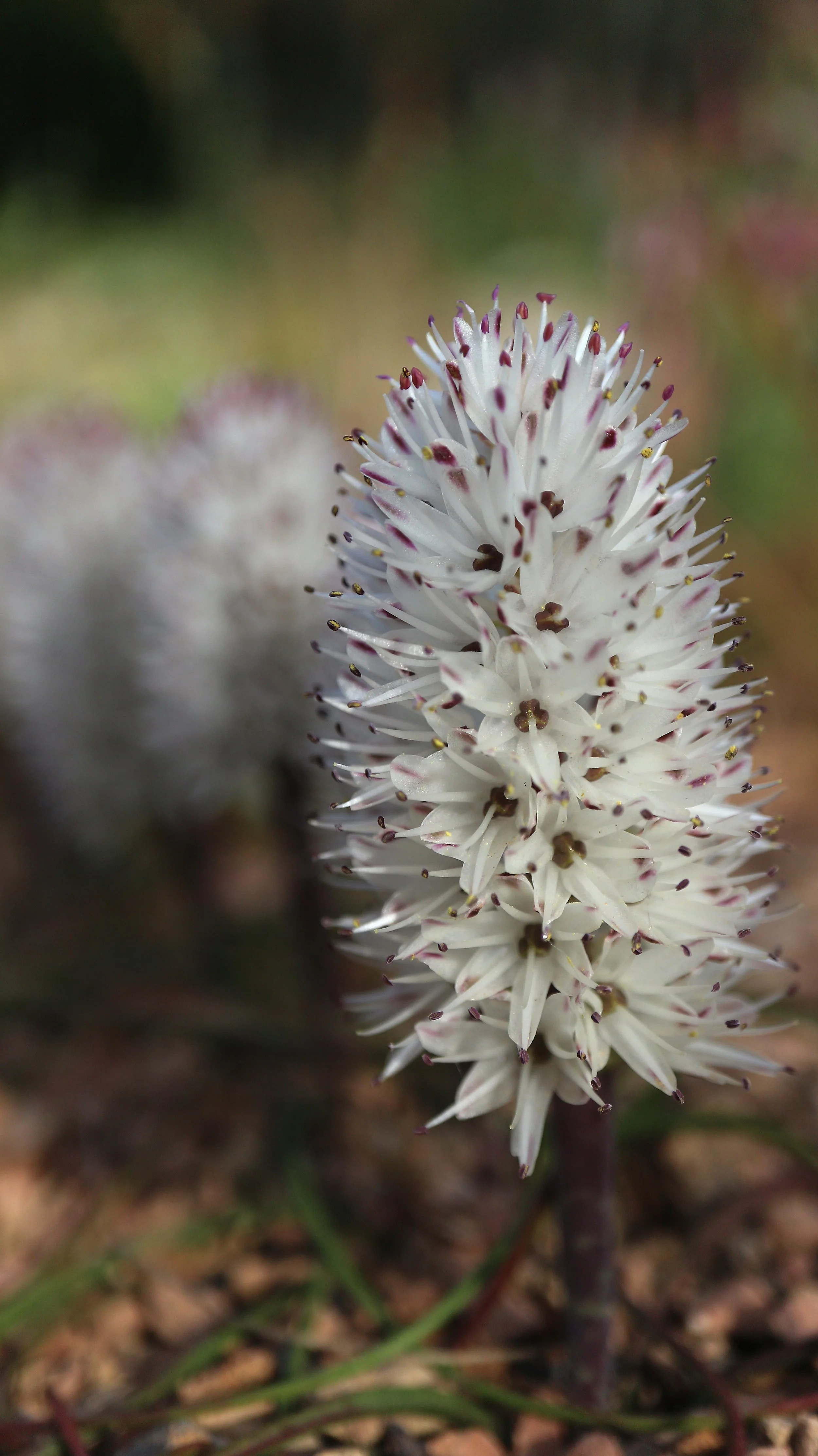 Lachenalia multiflora / Scilloideae / SW Cape, South Africa