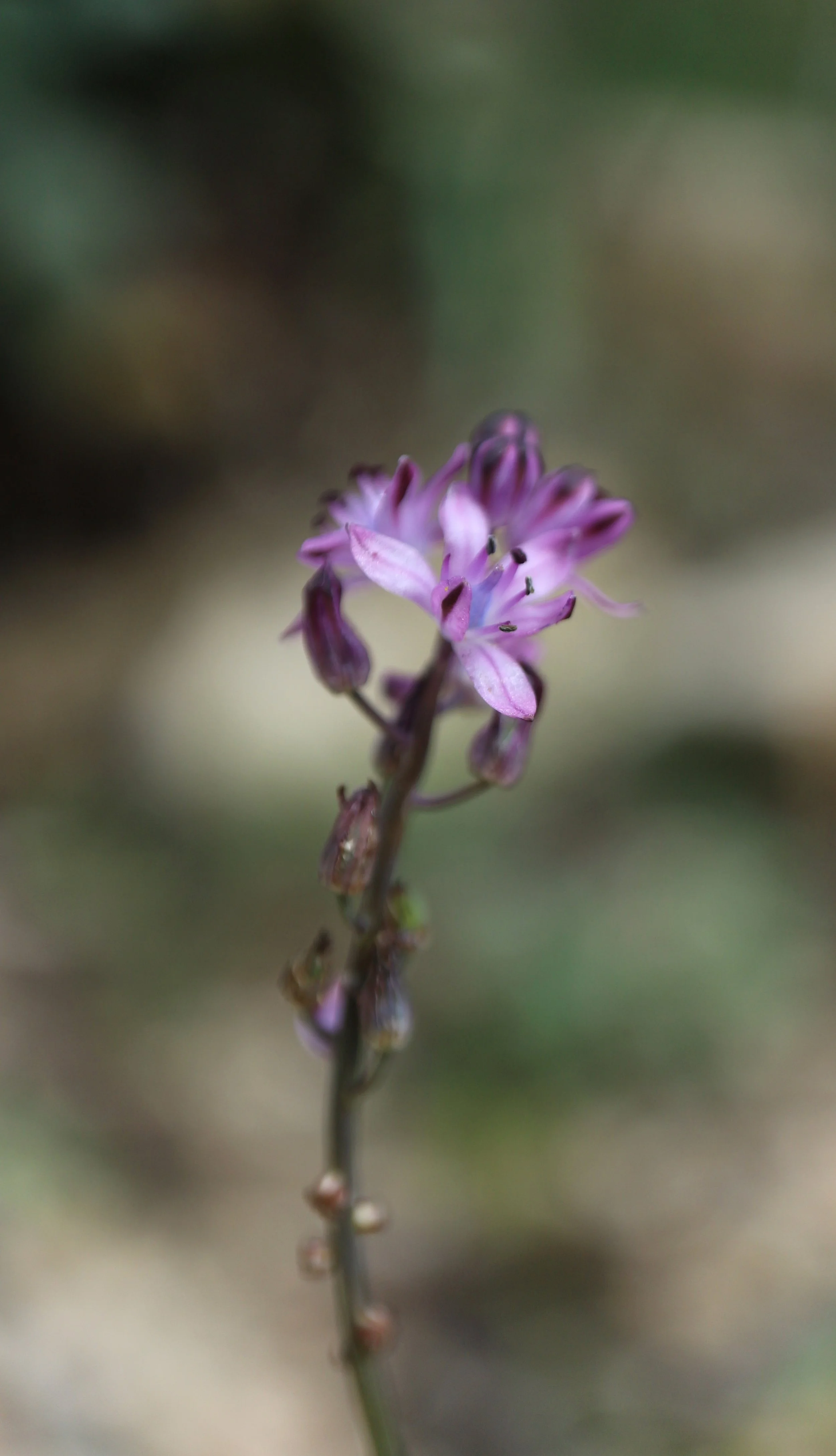 Prospero autumnale (ex Krk) / Scilloideae / Mediterranean Region