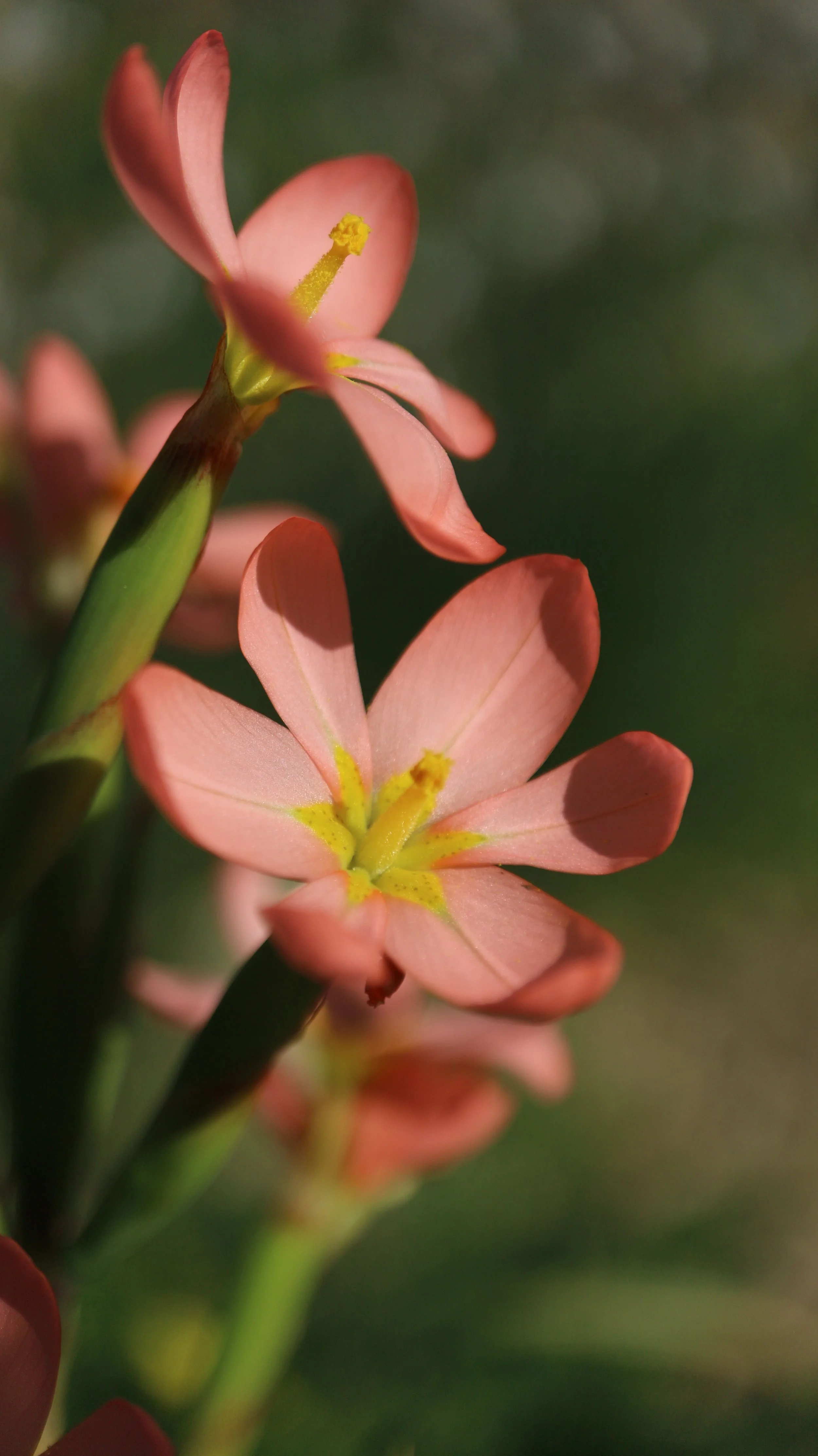 Moraea miniata / Iridaceae / SW Cape, South Africa