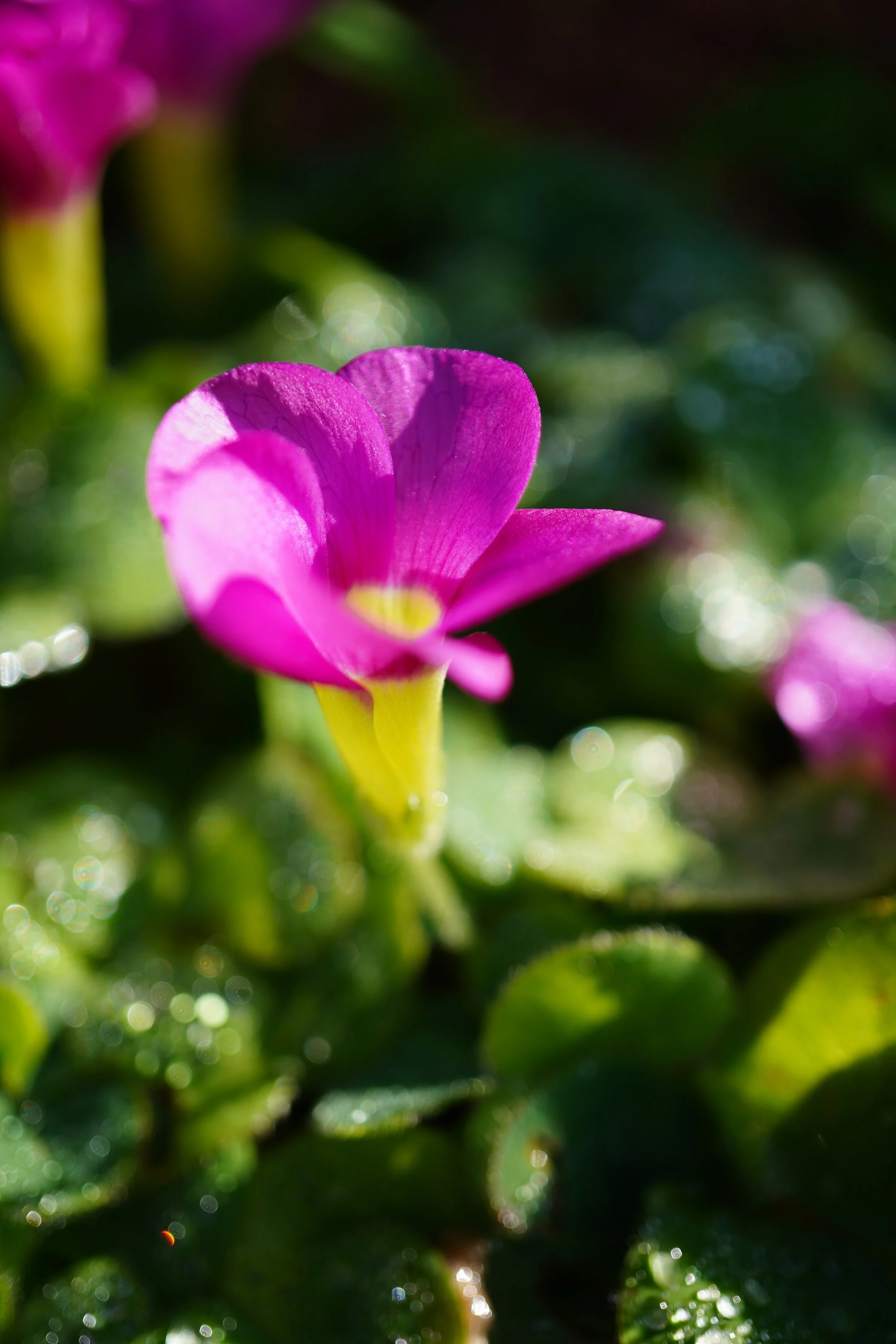 Oxalis purpurea / Oxalidaceae / SW Cape, South Africa