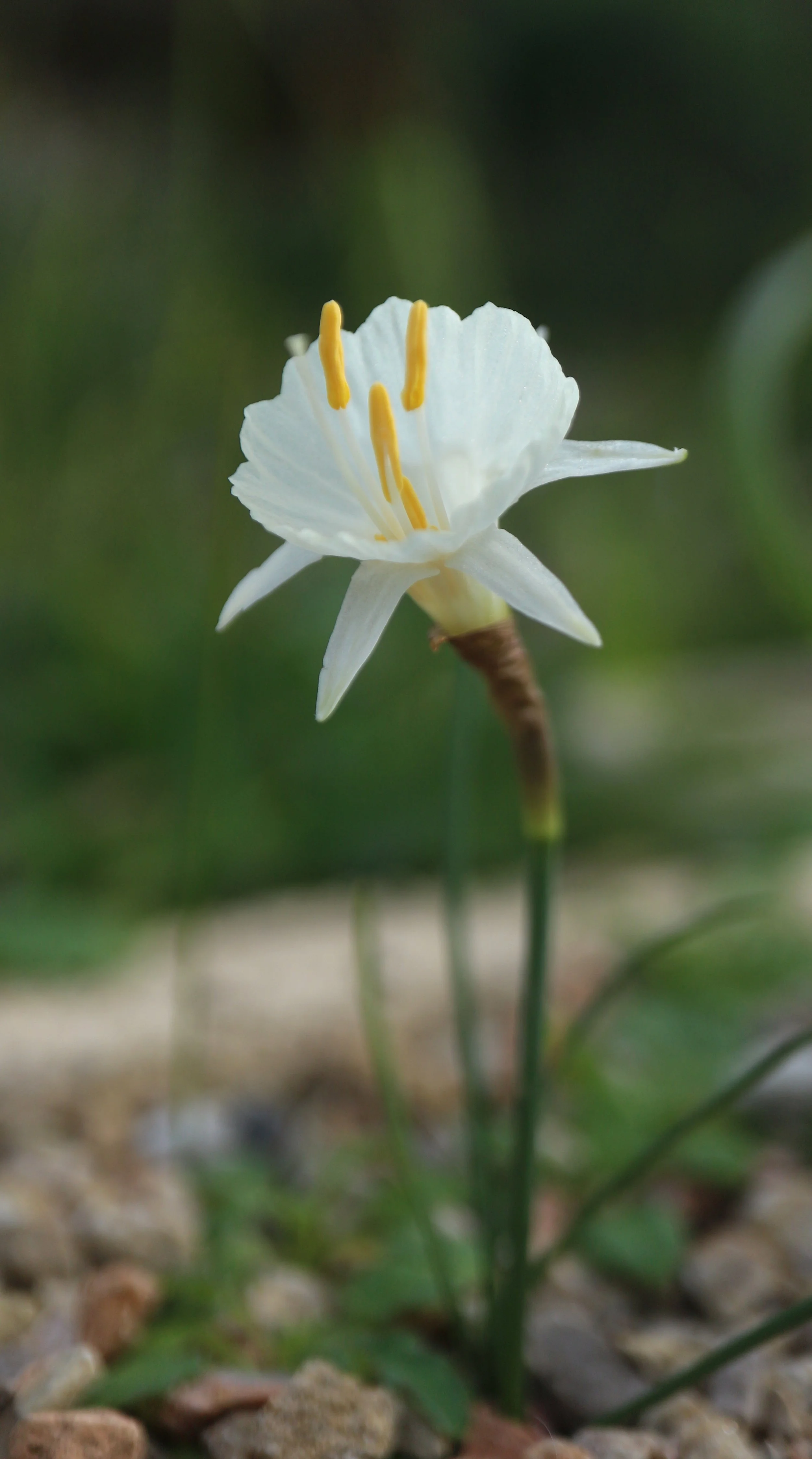 Narcissus cantabricus (ex Morocco) / Amaryllidaceae / Iberian Peninsula, Morocco