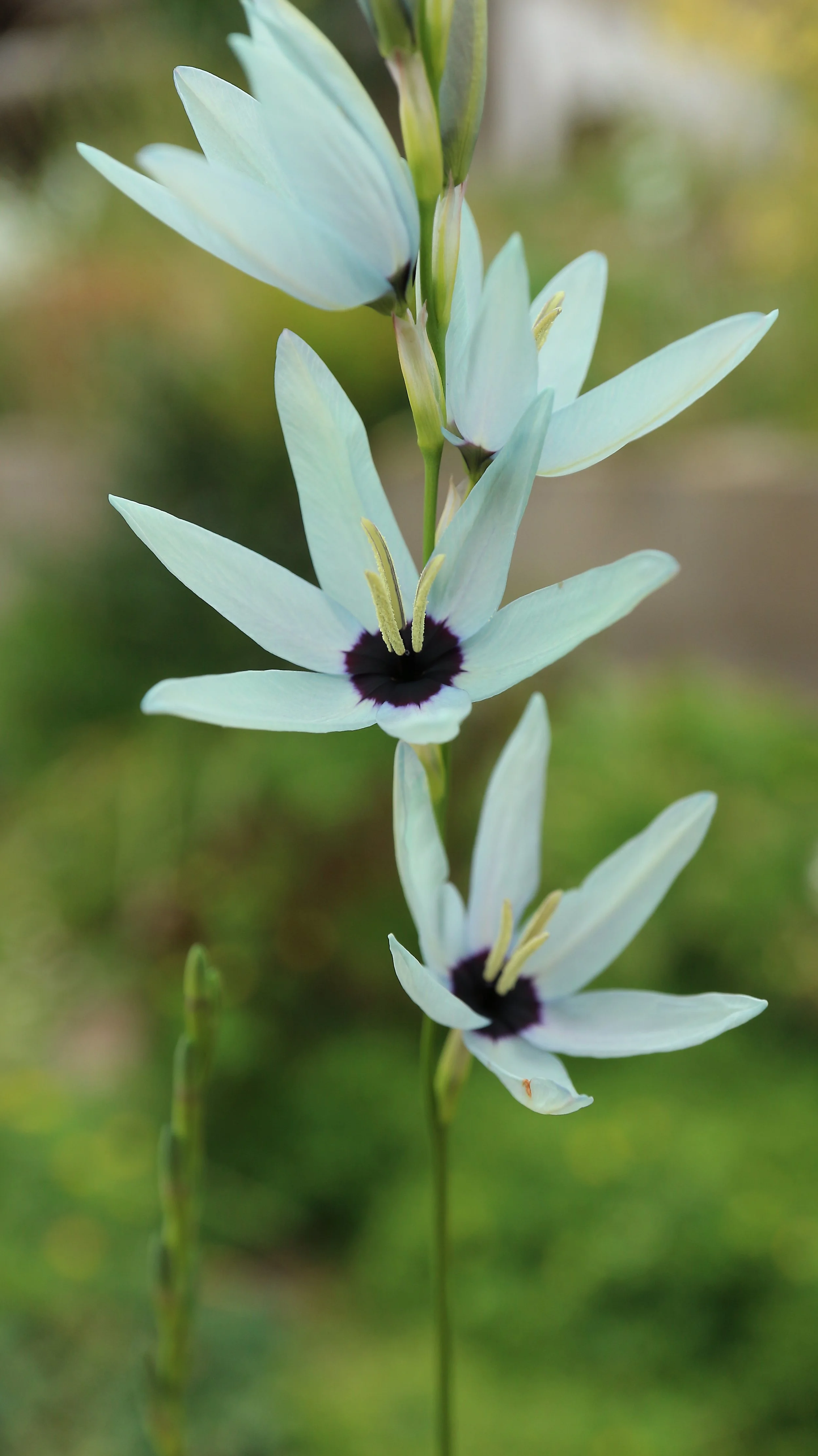Ixia viridiflora 2020 3.jpg