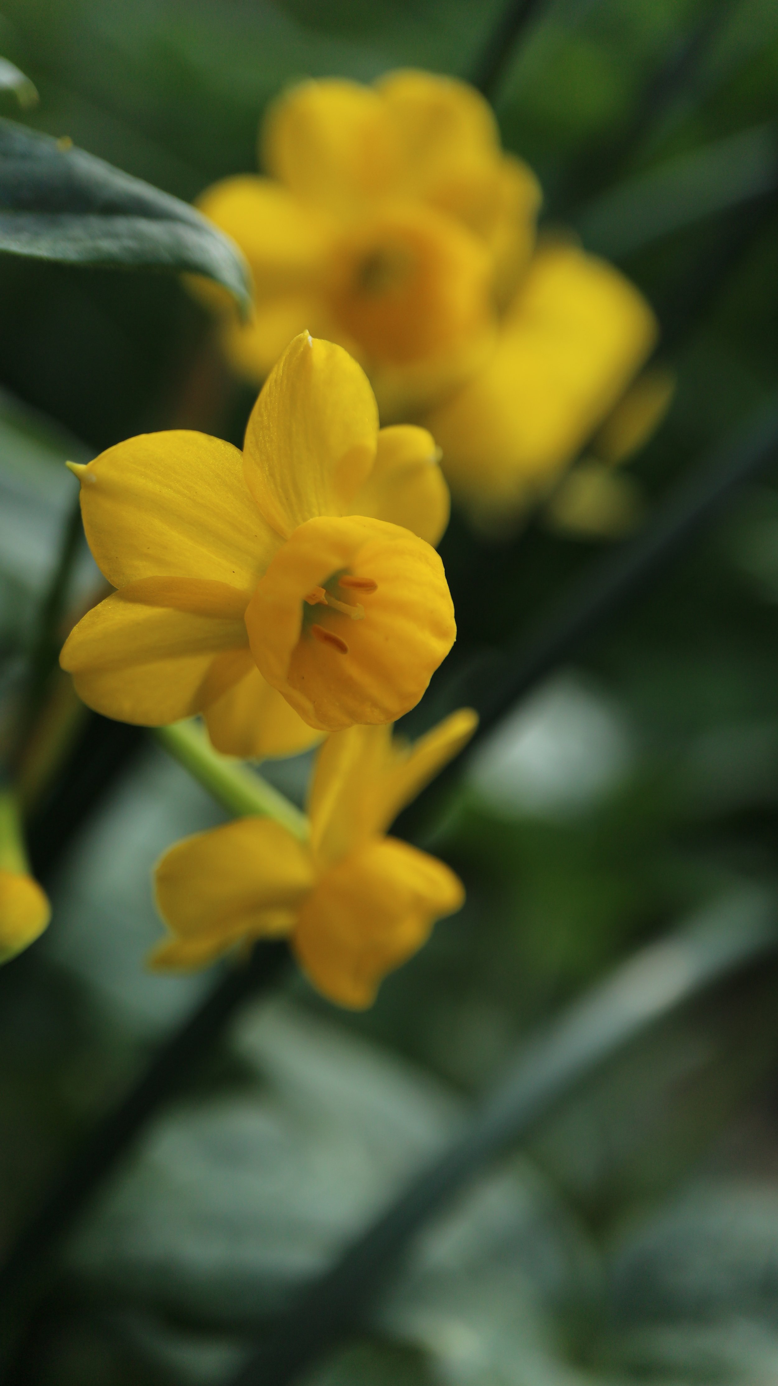 Narcissus wilkomii (ex Algarve) / Amaryllidaceae / S Portugal, S Spain