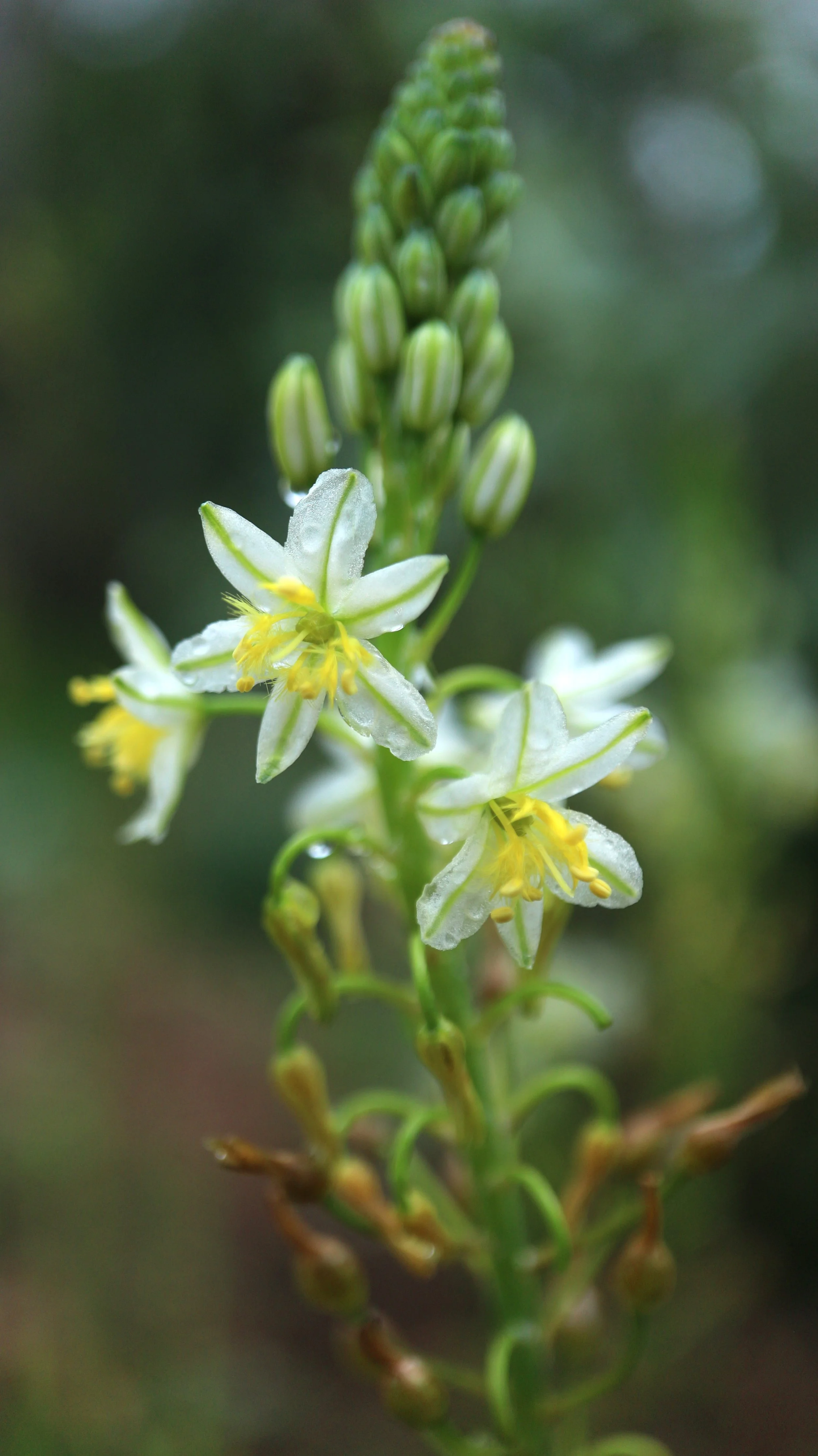 Bulbine frutescens 'White' / Asphodeloideae / South Africa