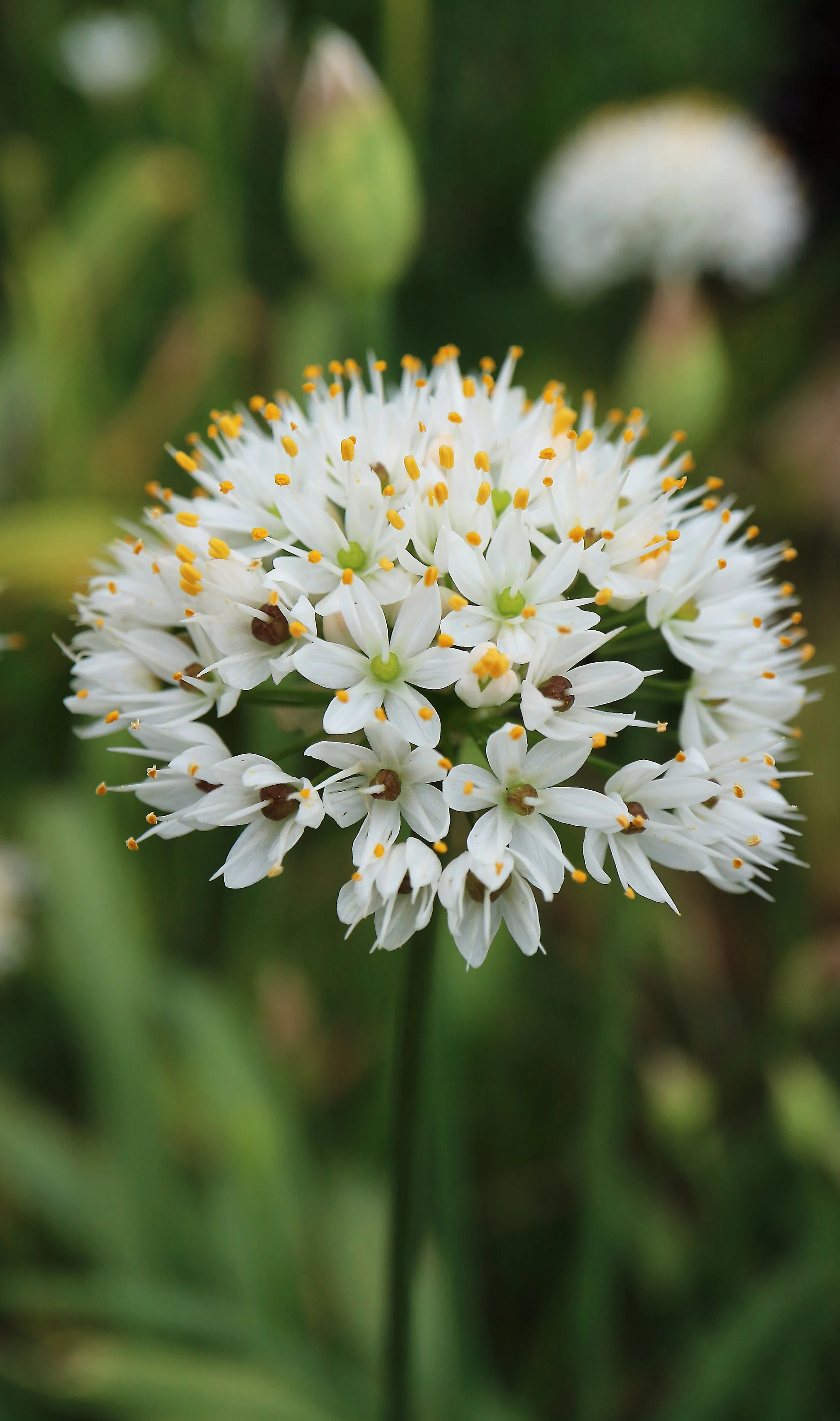 Allium subhirsutum (ex Mallorca) / Alloideae / Mediterranean Region
