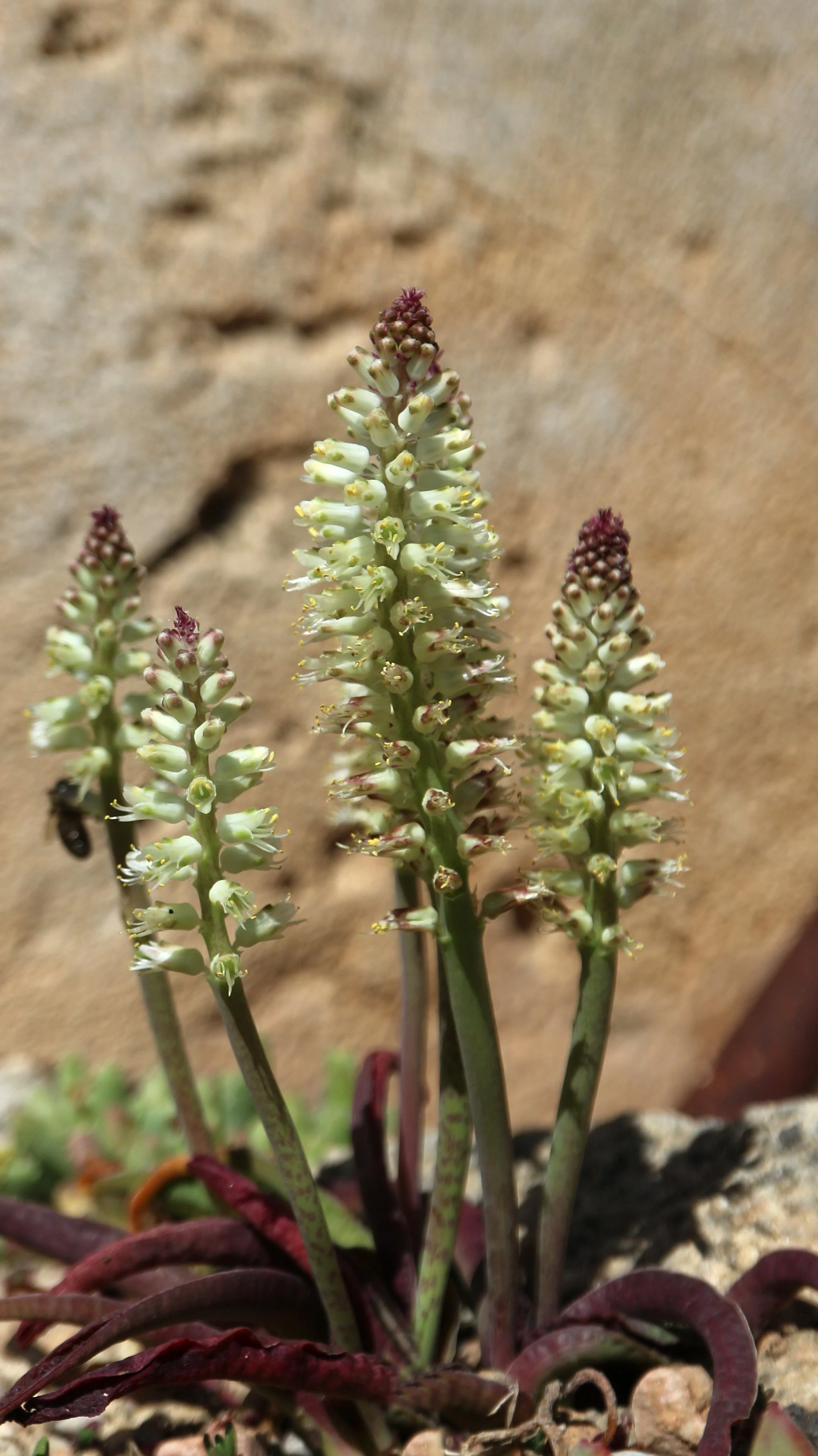 Lachenalia pallida / Scilloideae / SW Cape, South Africa