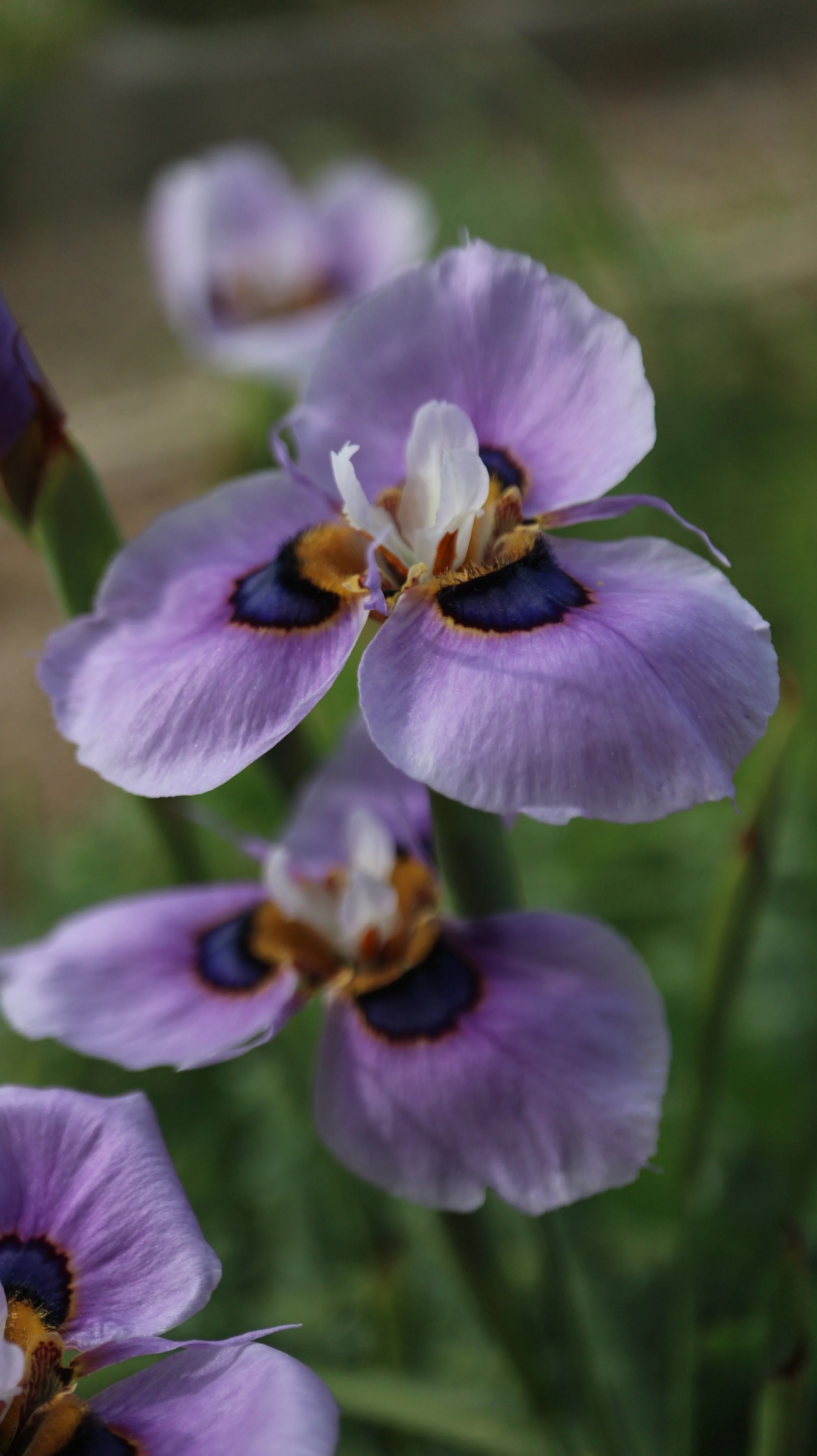 Moraea villosa / Iridaceae / SW Cape, South Africa