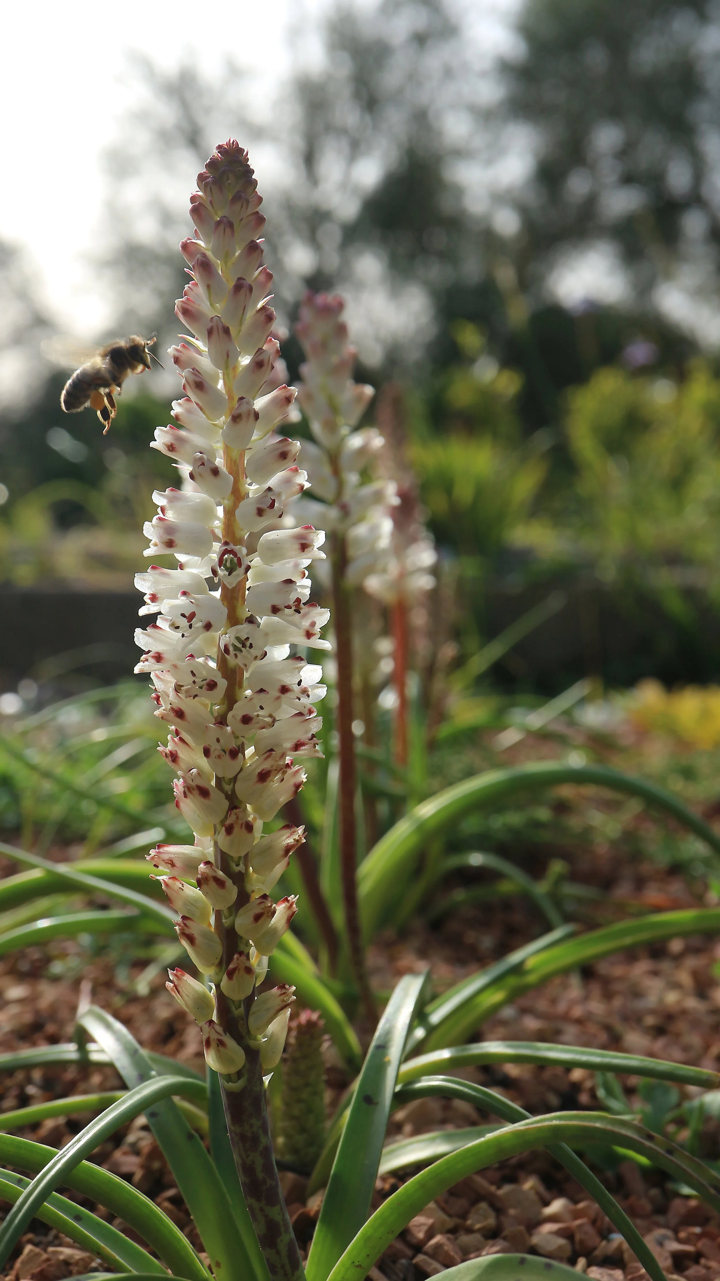 Lachenalia orthropetala / Scilloideae / SW Cape, South Africa