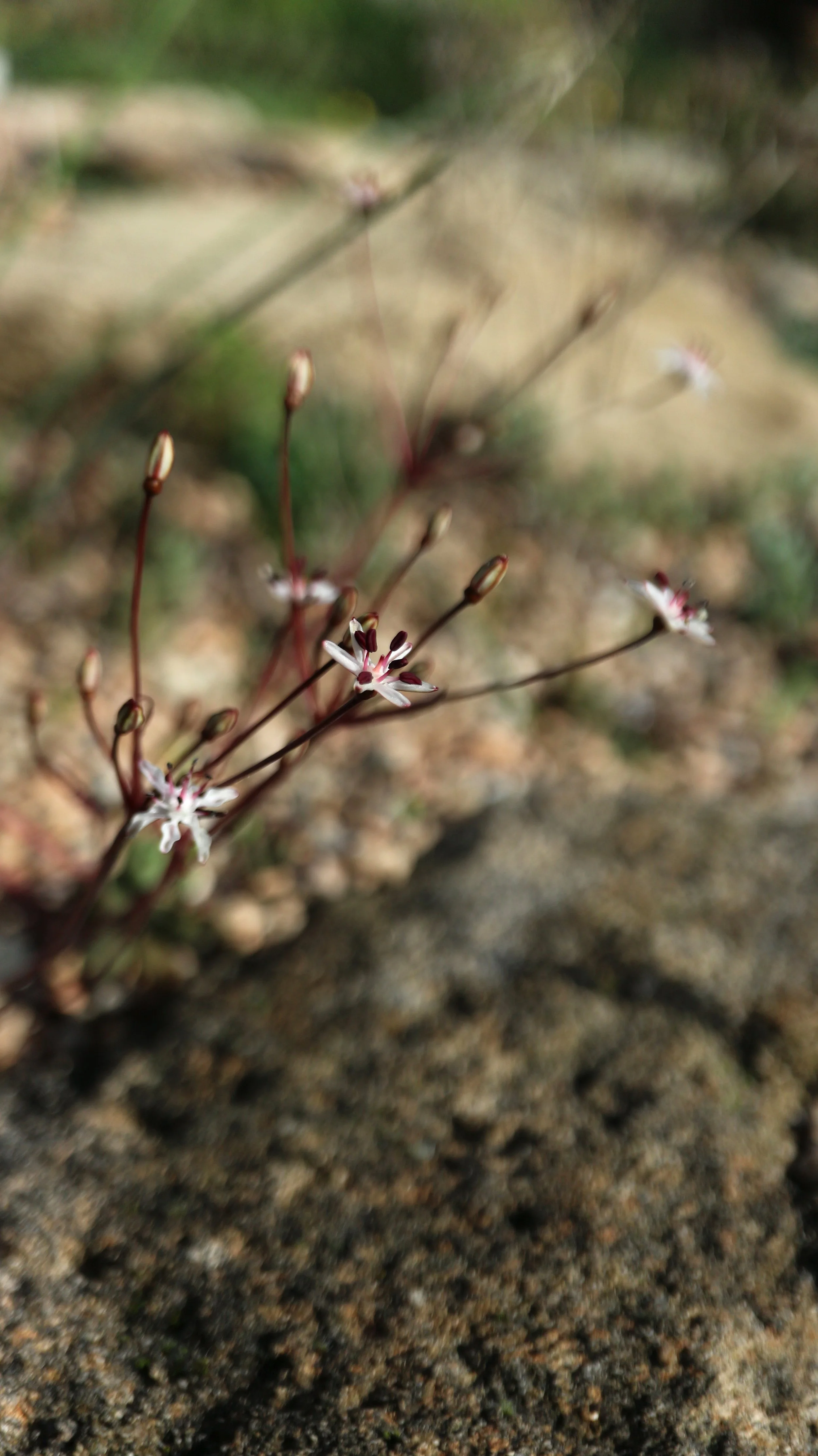 Strumaria discifera subsp. bulbillifera / Amaryllidaceae / W Cape, South Africa