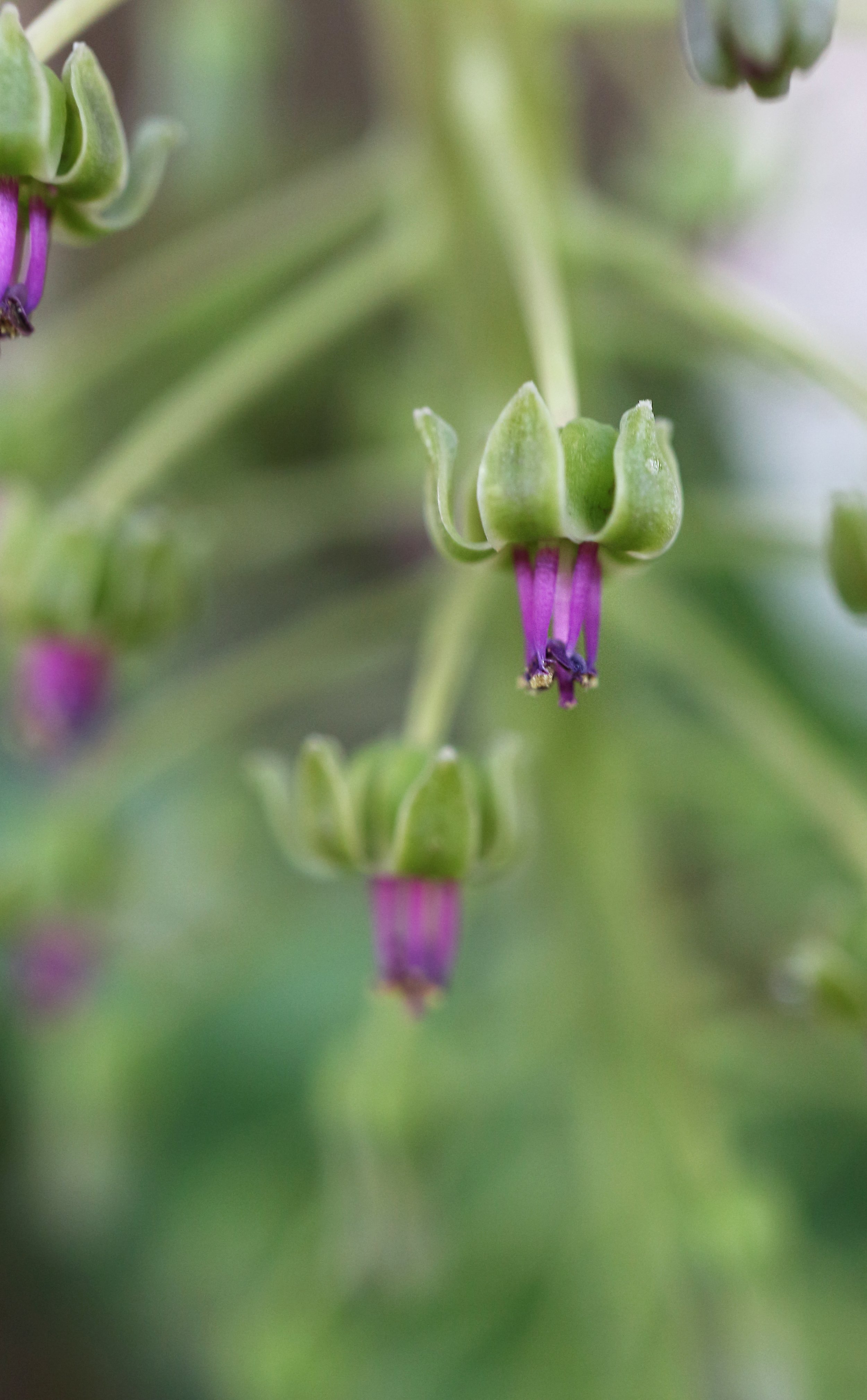 Leopoldia floribunda / Scilloideae / E South Africa