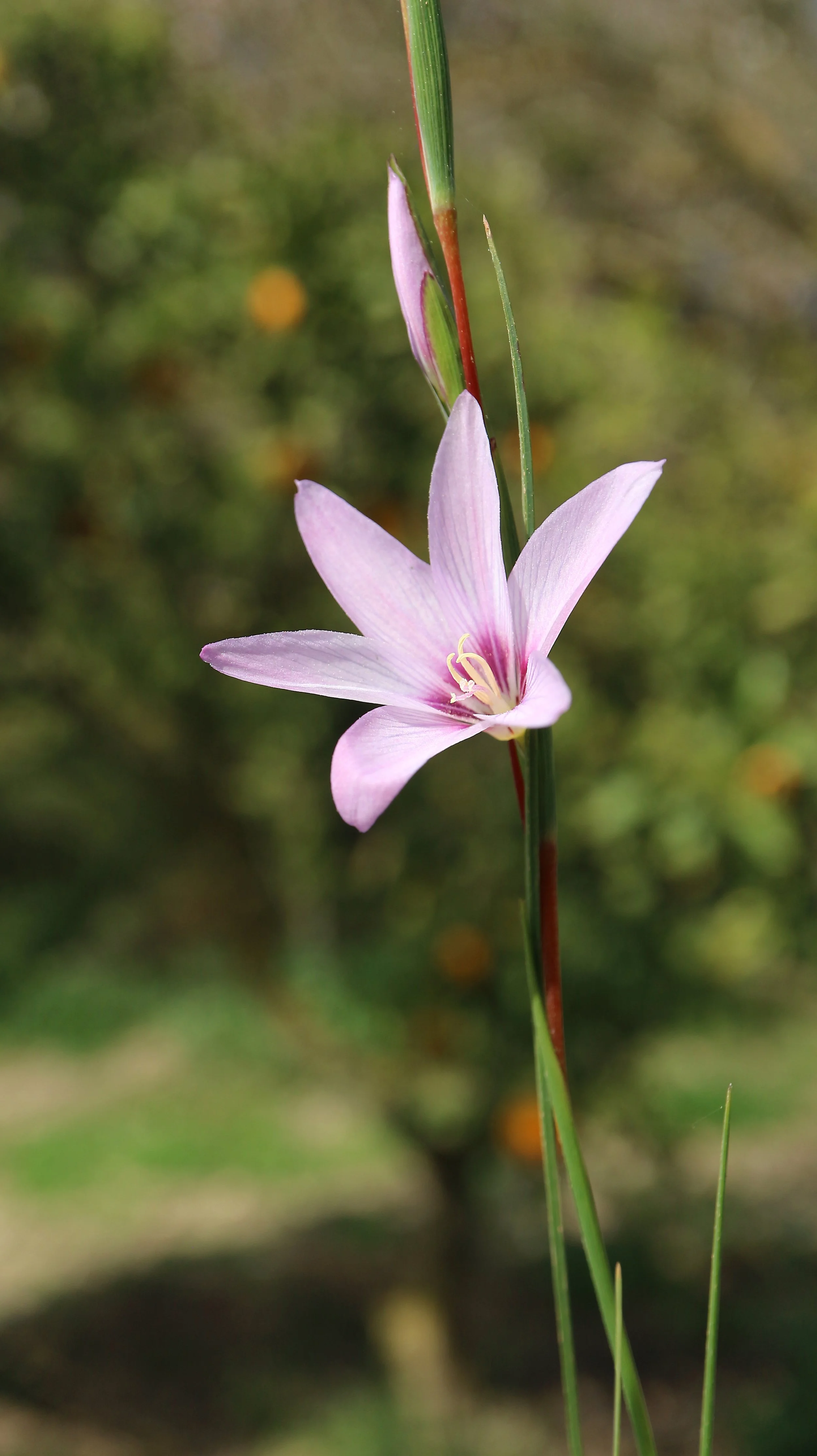 Gladiolus quadrangulus / Iridaceae / SW Cape, South Africa
