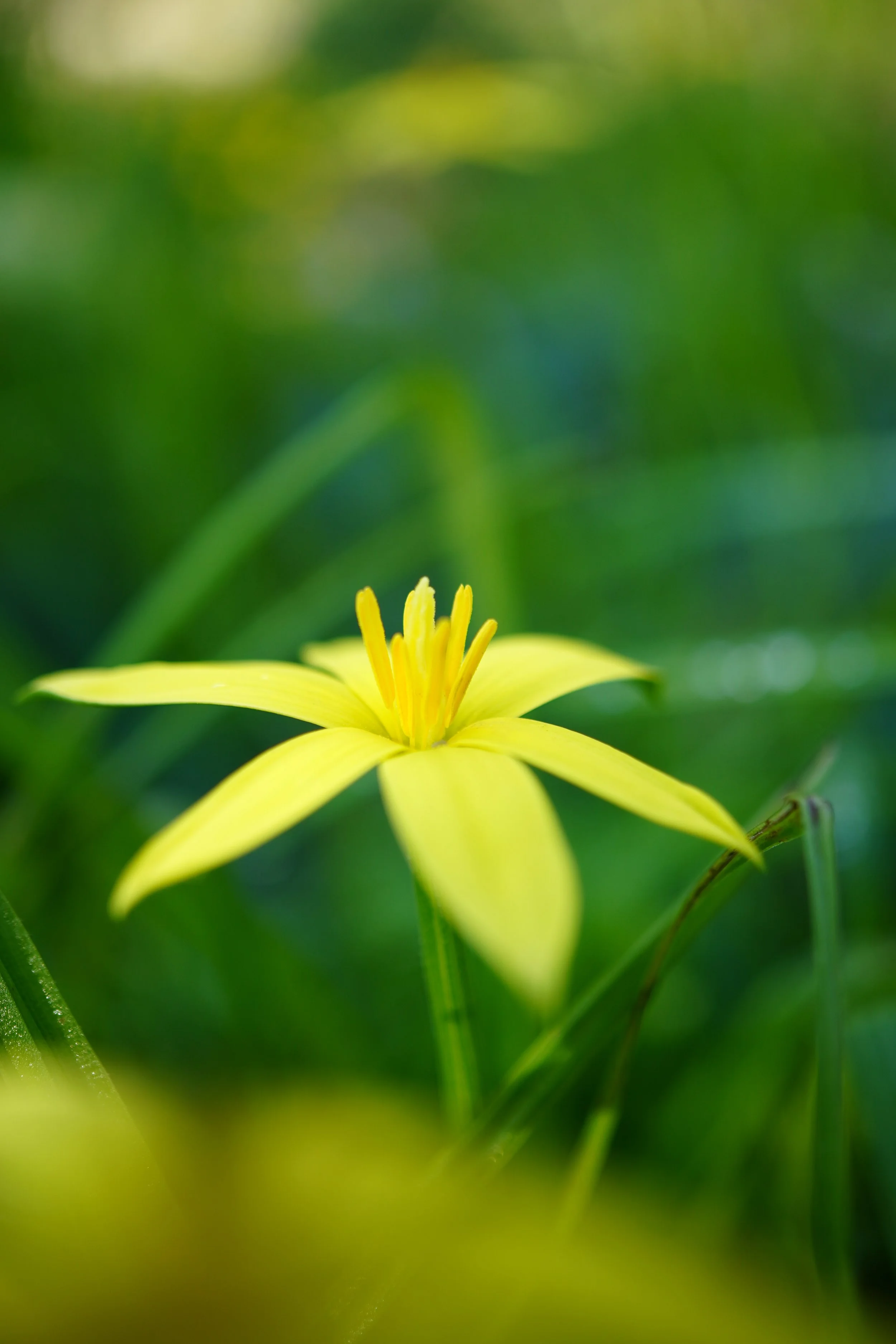 Empodium veratrifolium / Hypoxidaceae / SW South Africa