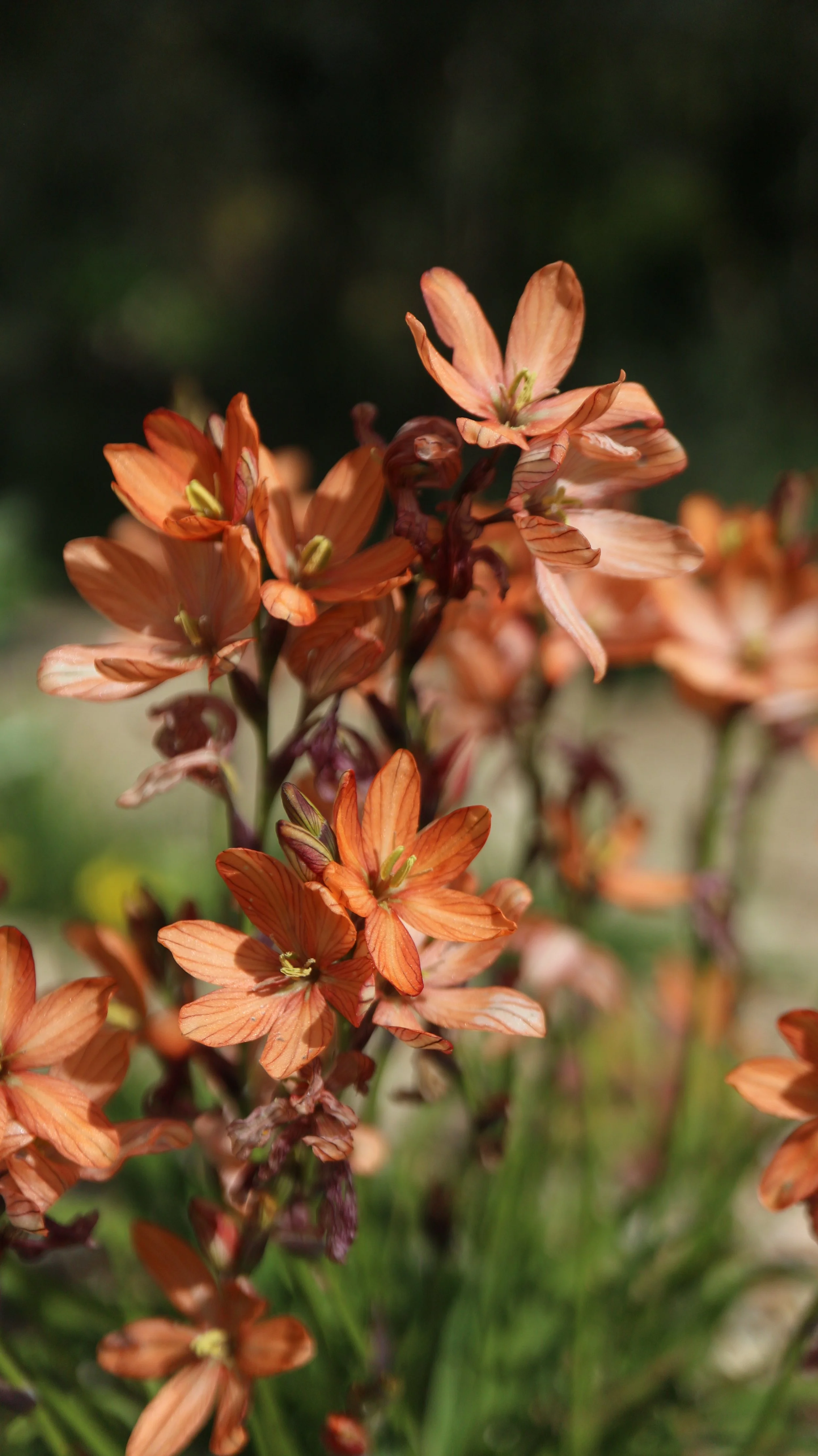 Tritonia dubia / Iridaceae / S Cape, South Africa