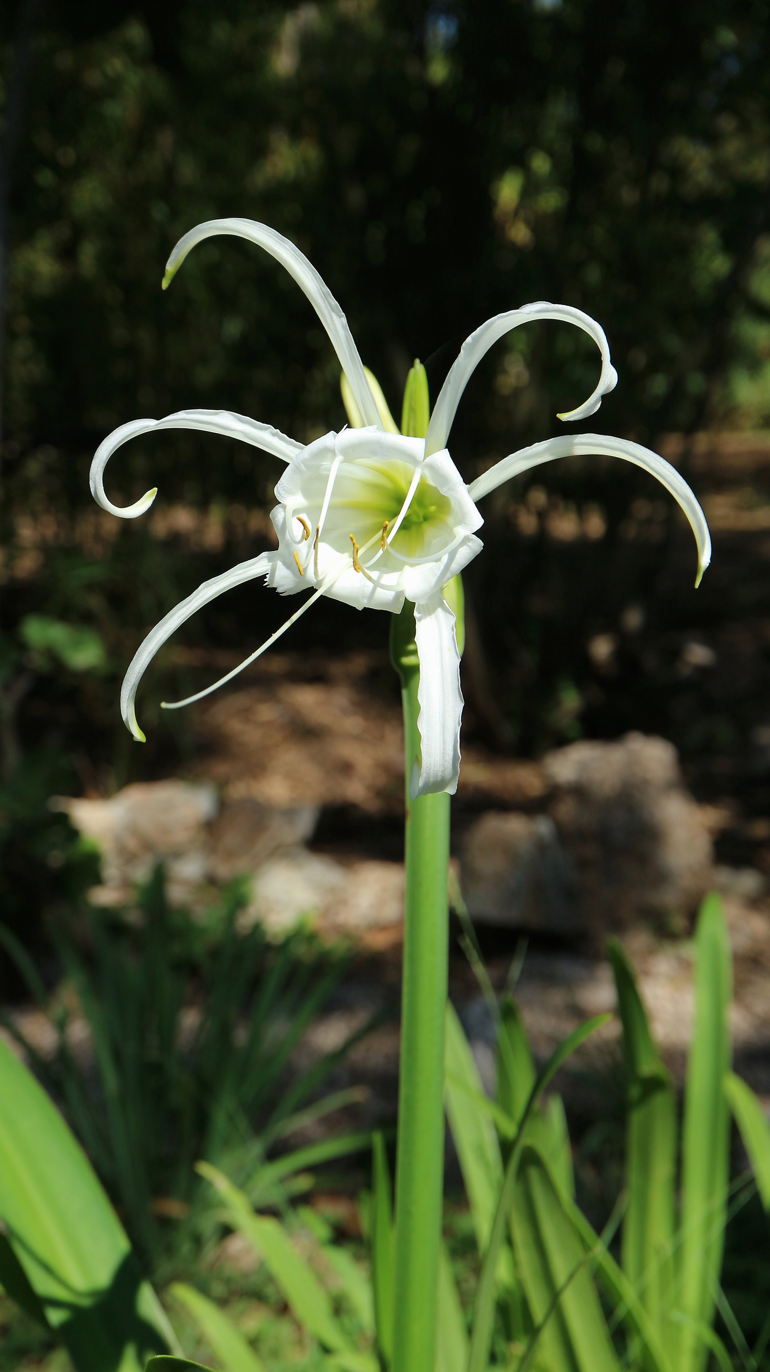 Hymenocallis x festalis / Amaryllidaceae 