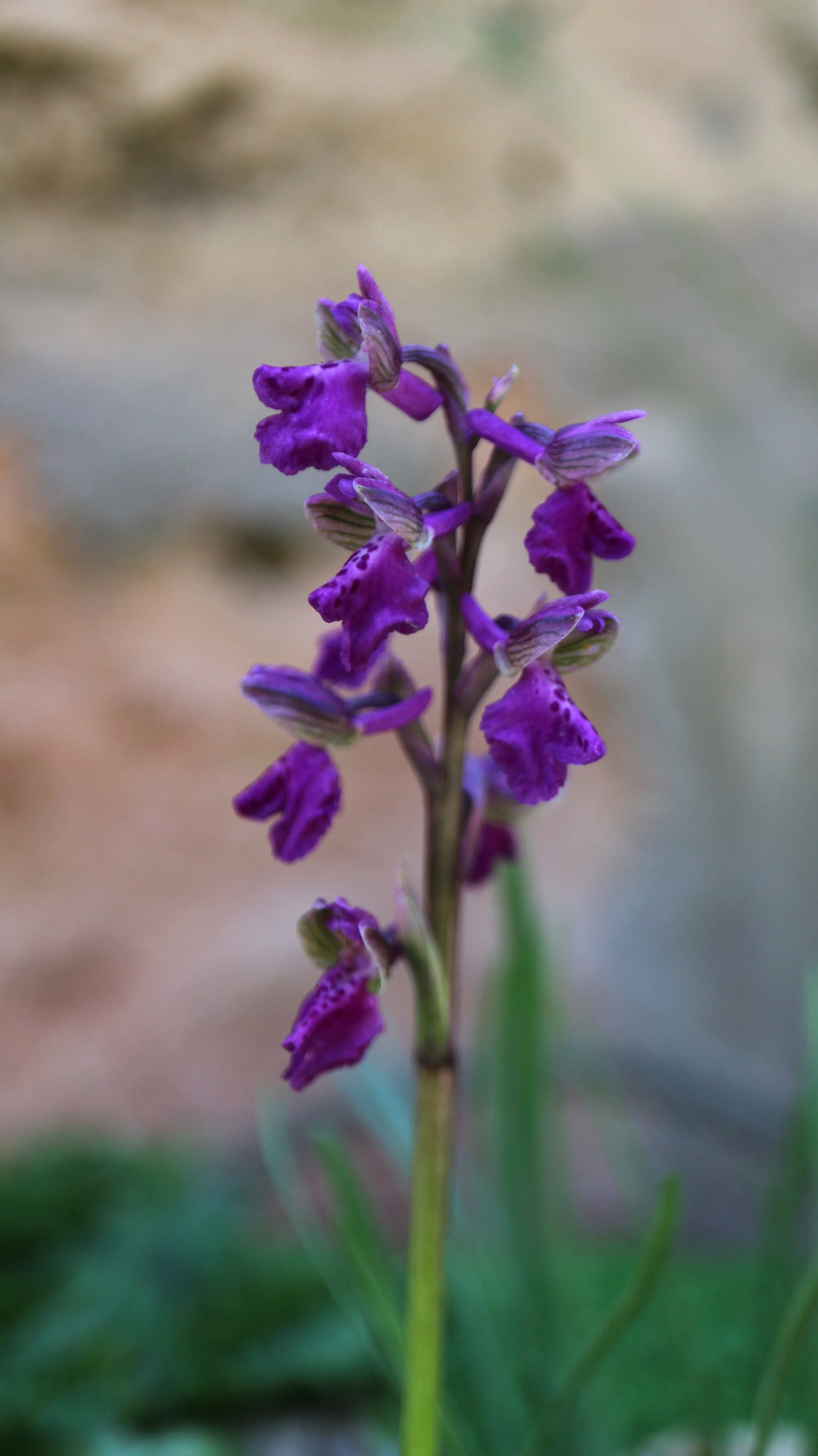 Anacamptis morio subsp. champagneuxii (ex Ronda) / Orchidaceae / W Mediterranean