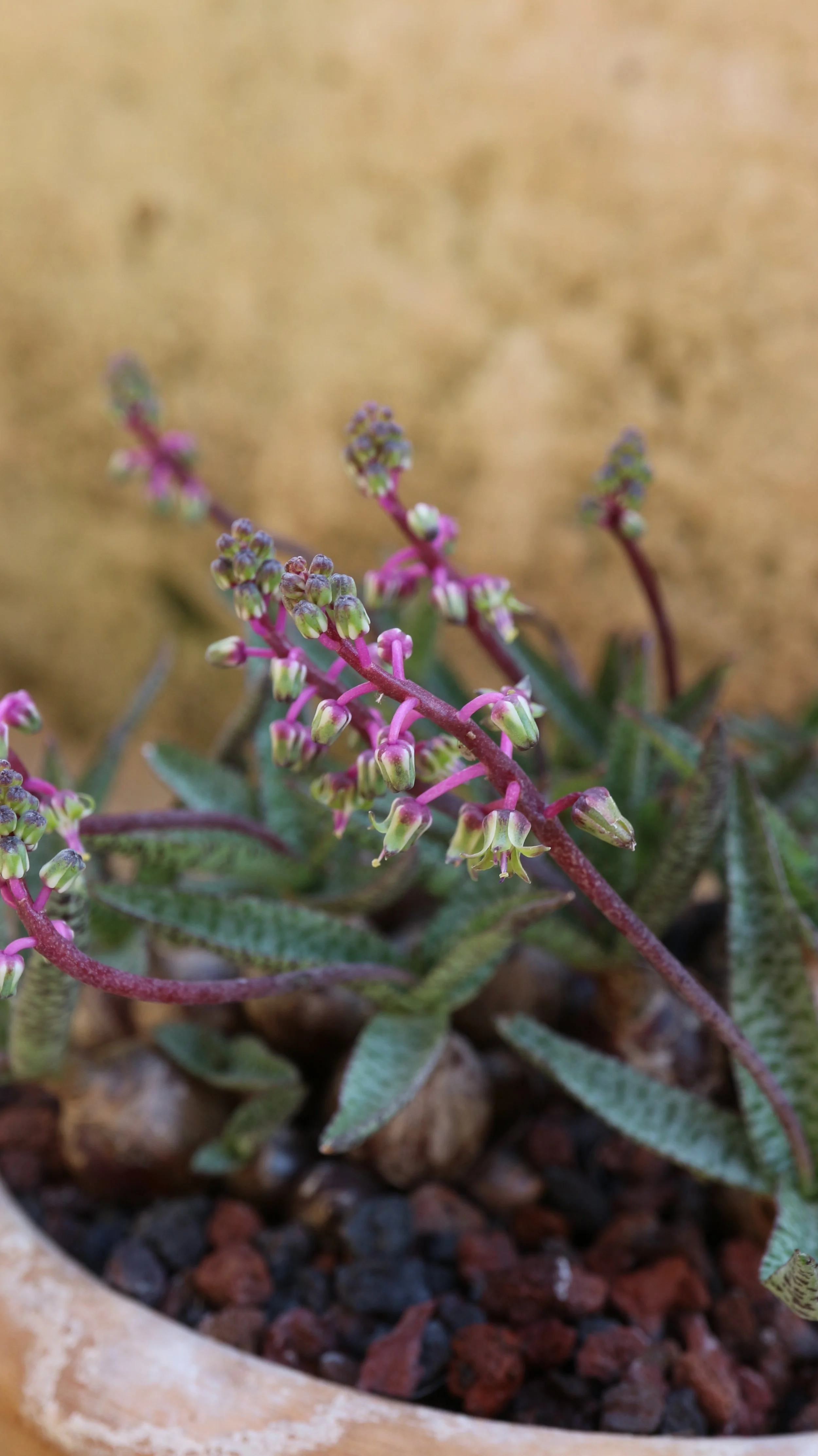 Leopoldia socialis var. minor / Scilloideae / E South Africa