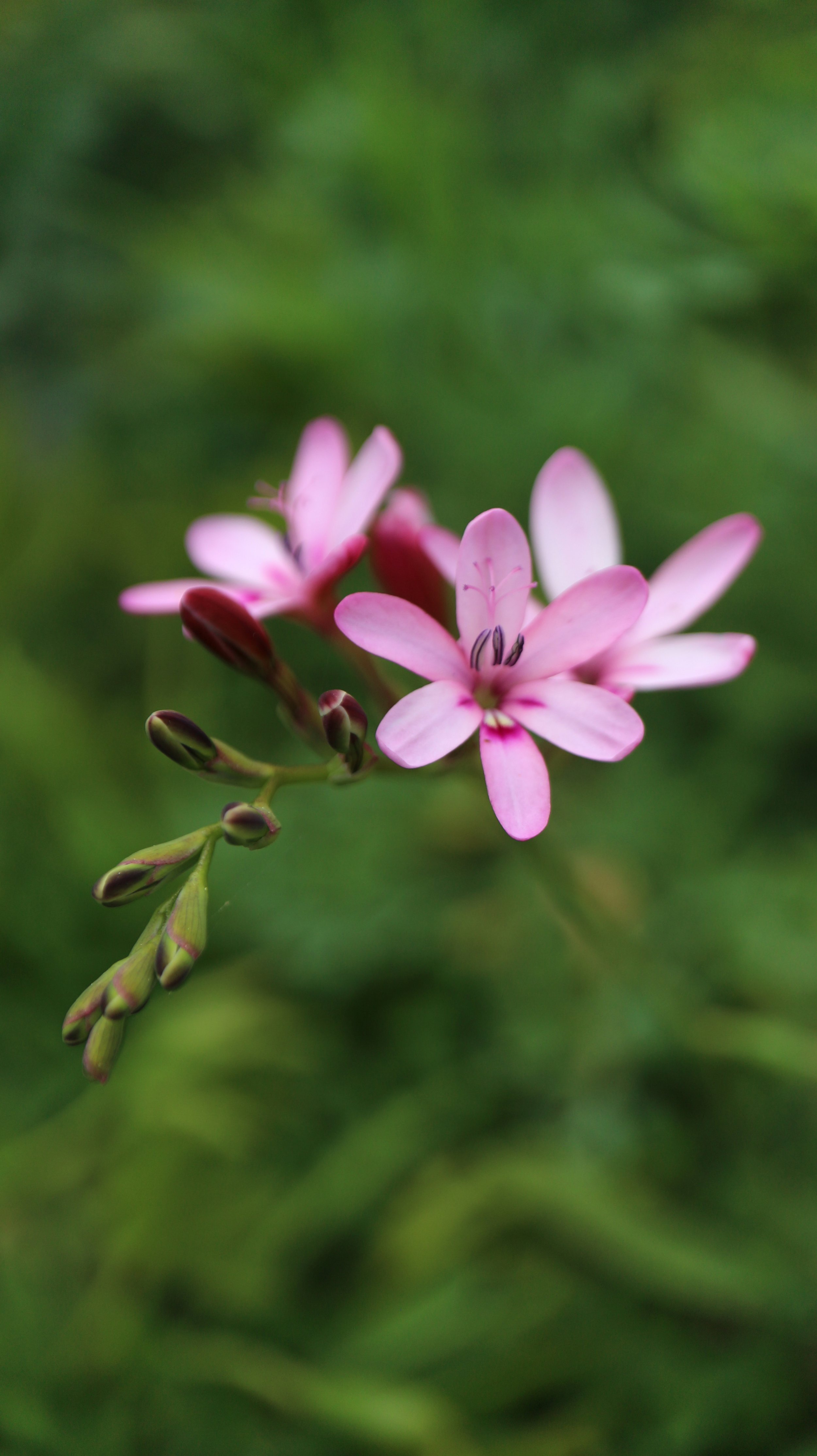 Freesia verrucosa / Iridaceae / S Cape, South Africa