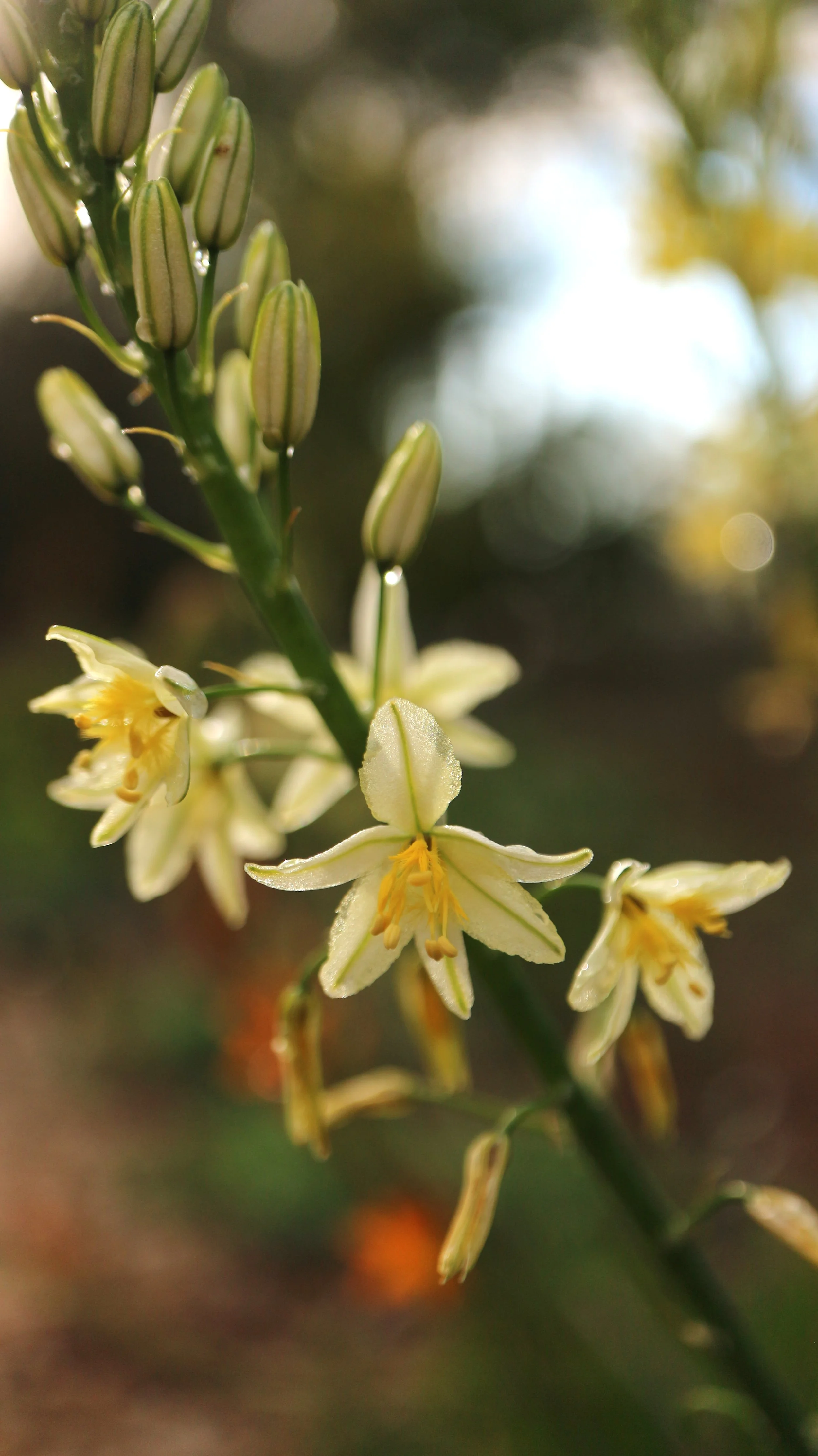 Bulbine frutescens 'Cream' / Asphodeloideae / South Africa