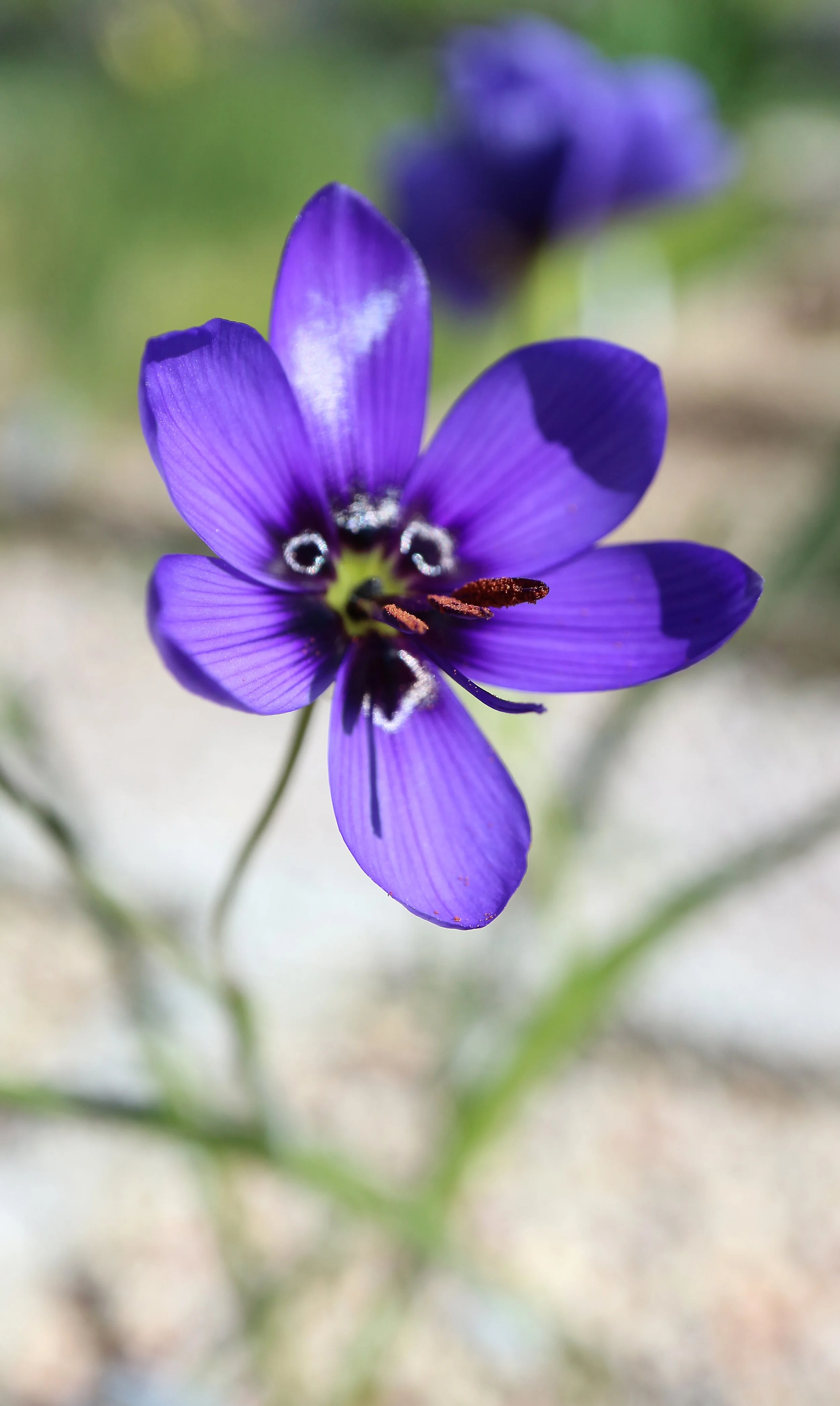 Geissorhiza splendidissima / Iridaceae / W Cape, South Africa